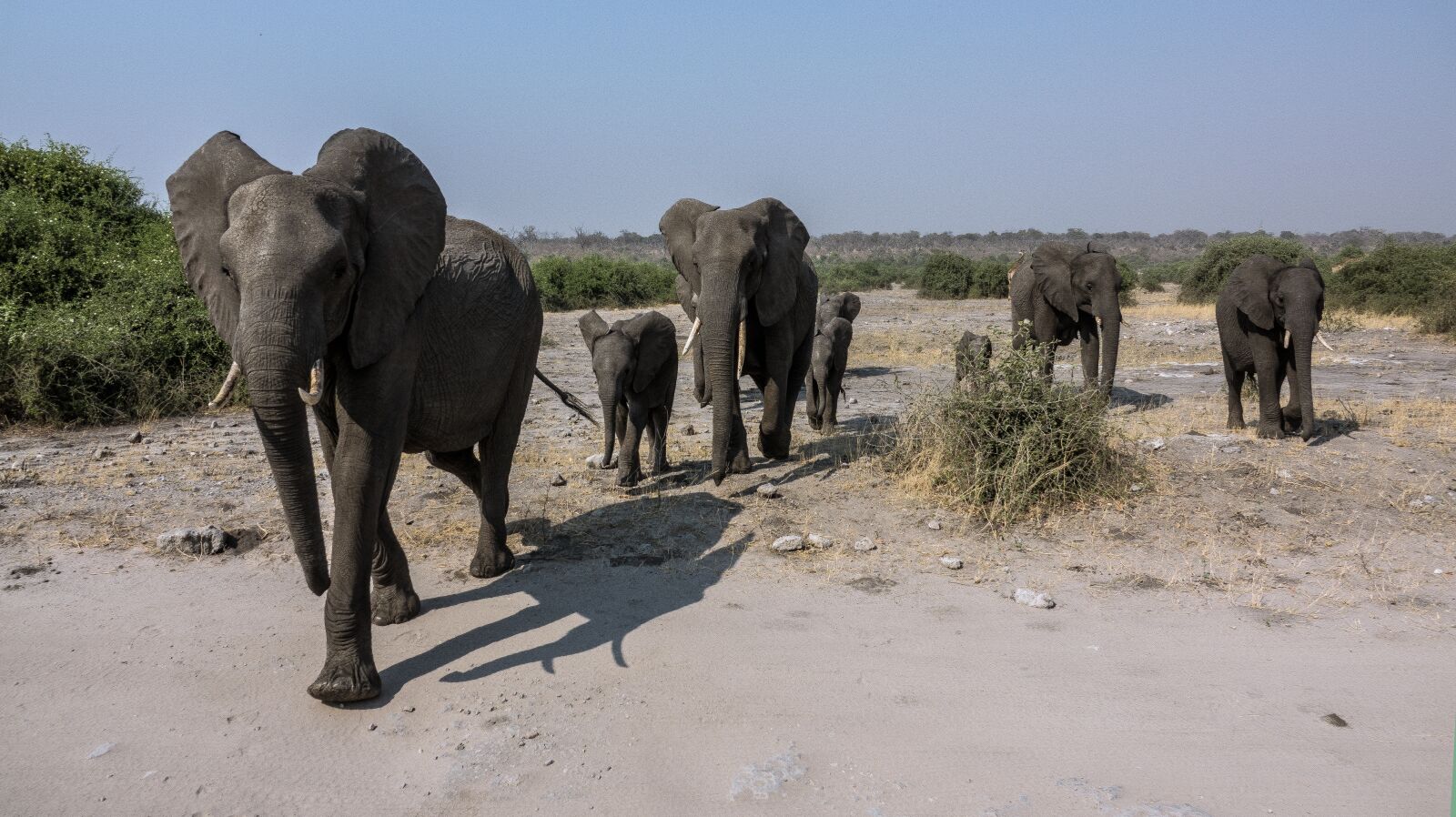 Sony Cyber-shot DSC-RX10 III sample photo. Elephant, safari, africa photography