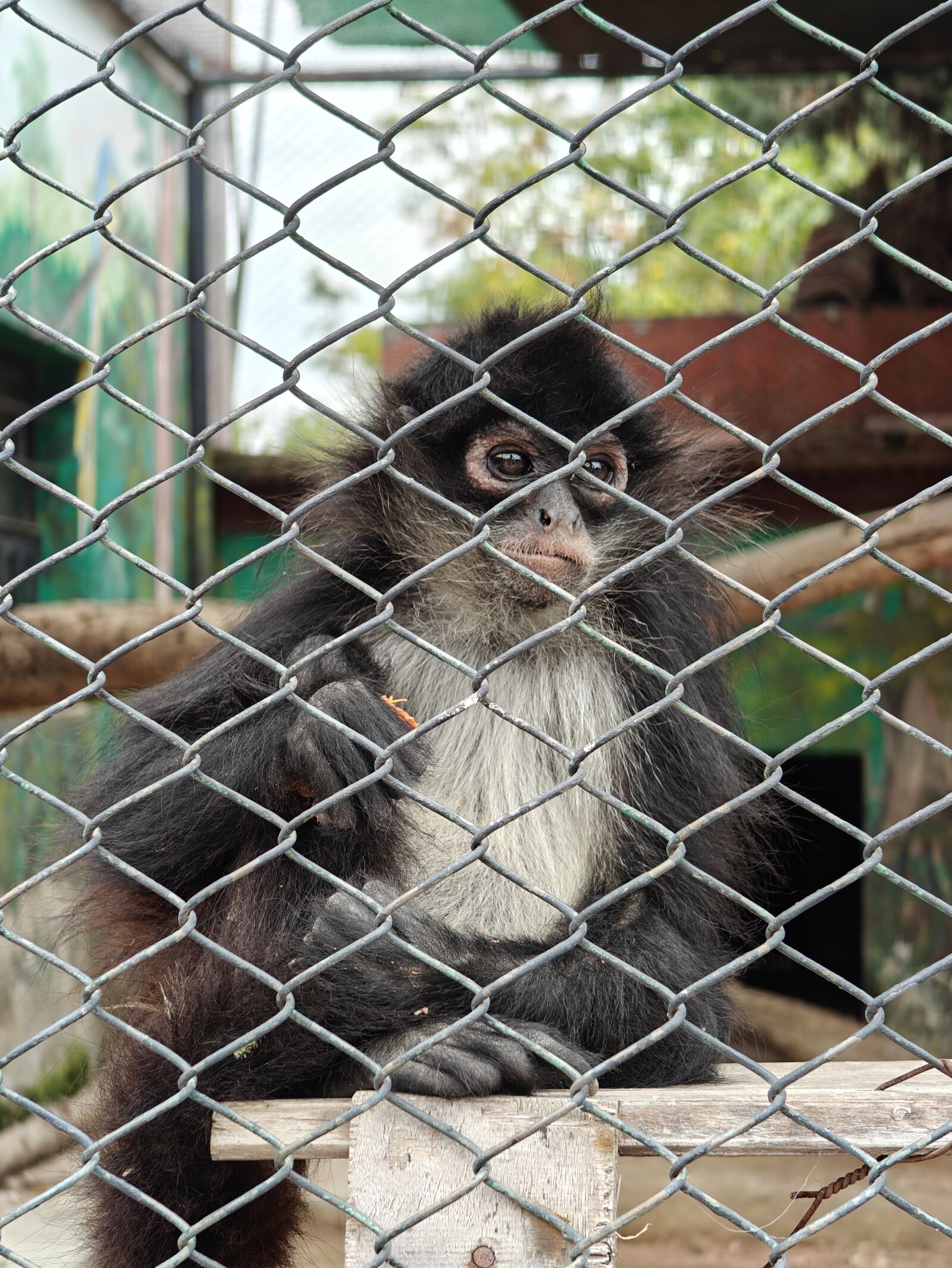 OnePlus OPEN sample photo