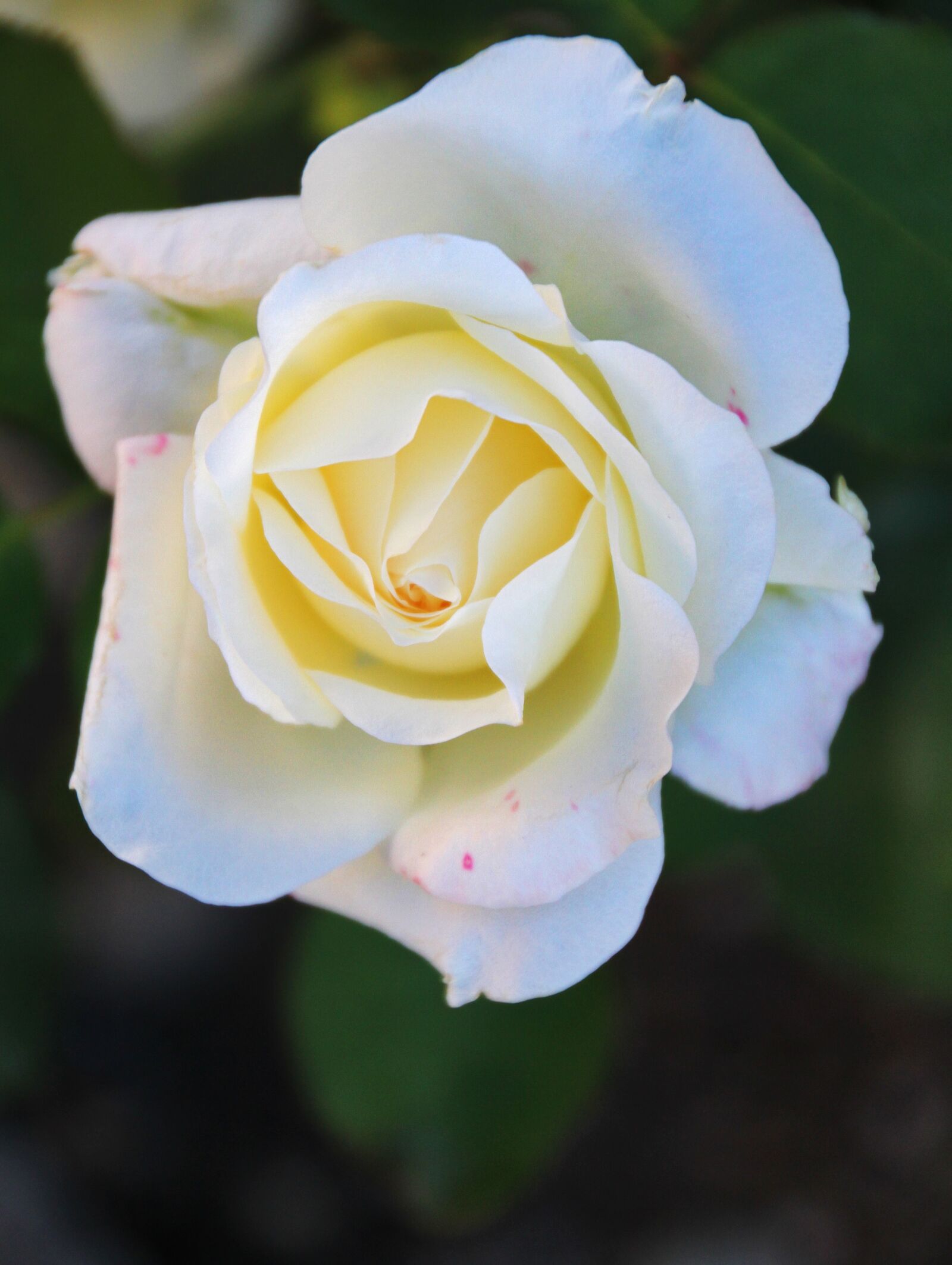 Canon EOS 7D sample photo. Rose, white, blossom photography