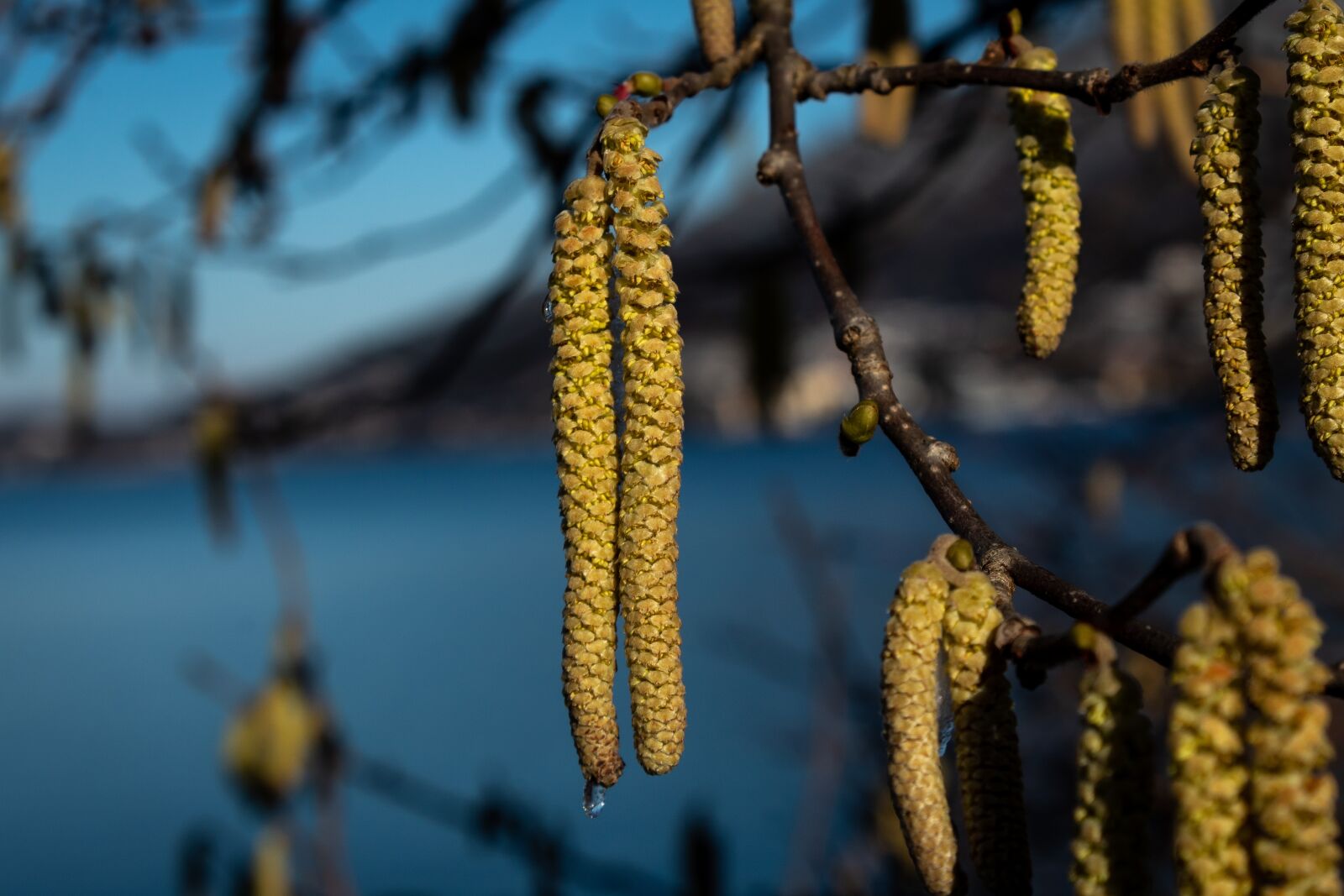Canon EOS 1300D (EOS Rebel T6 / EOS Kiss X80) sample photo. Hazelnut, hazel, spring photography