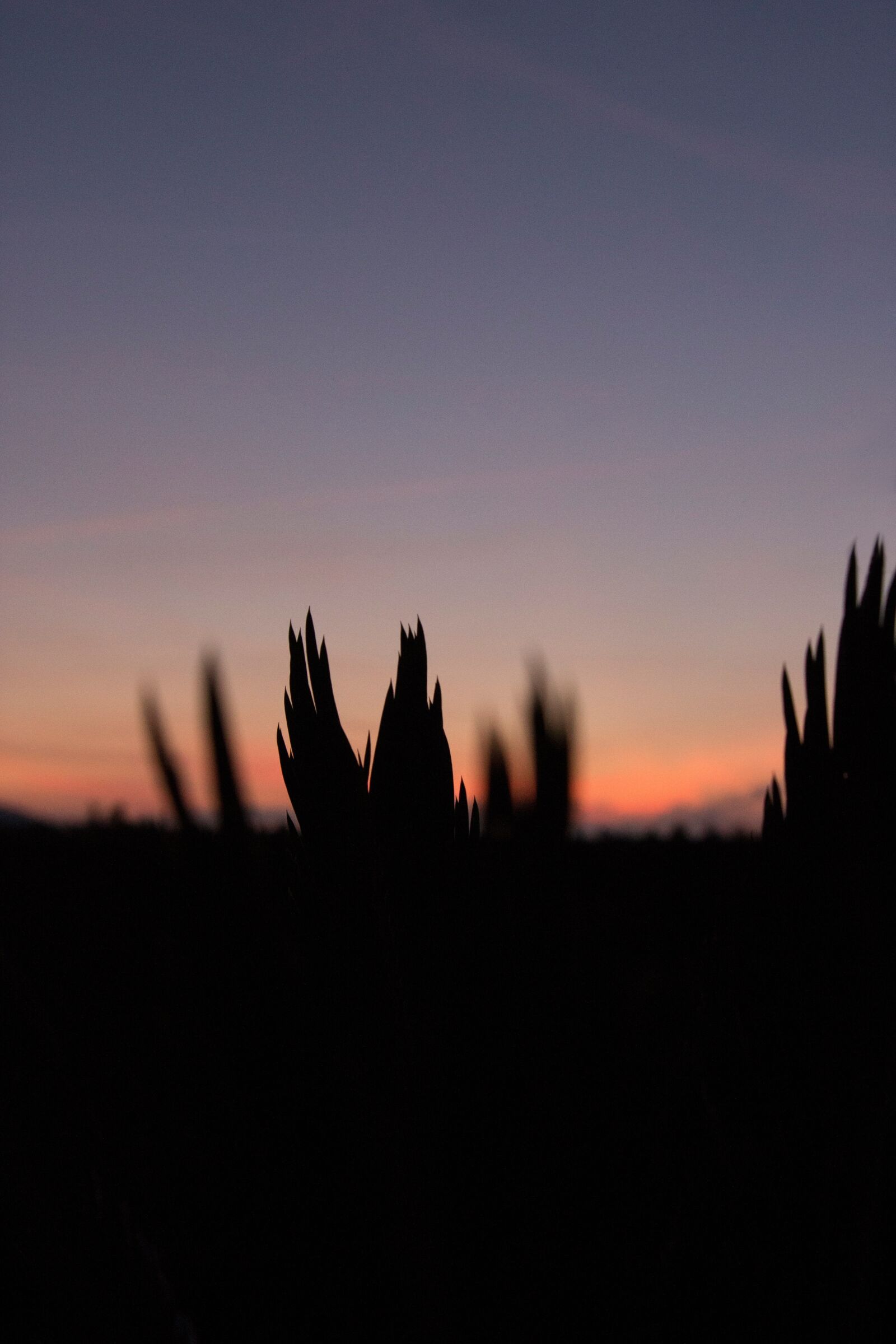 Canon EOS 600D (Rebel EOS T3i / EOS Kiss X5) sample photo. Sunset, palm, plant photography