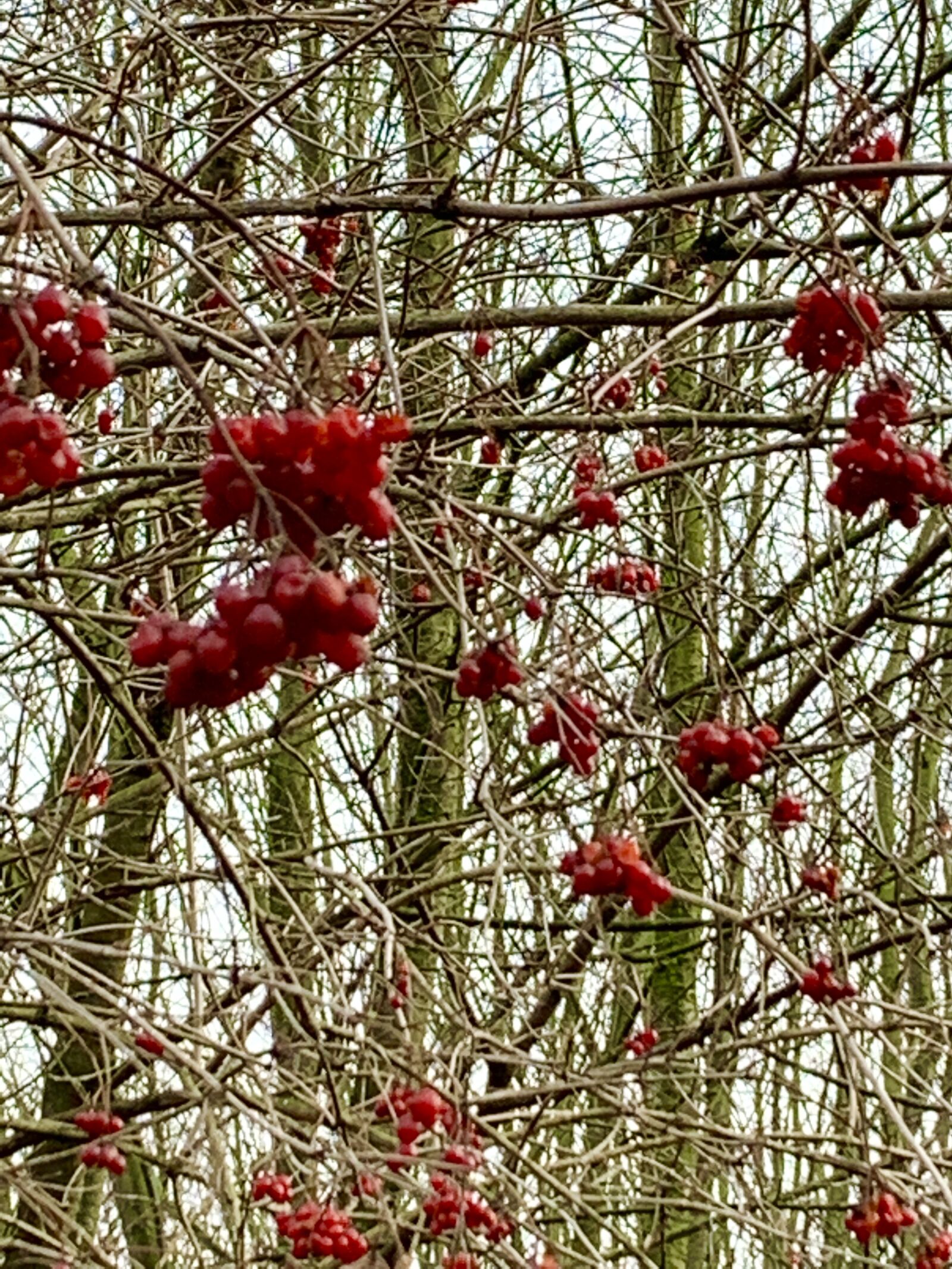 Apple iPhone XR sample photo. Autumn, berries, red photography
