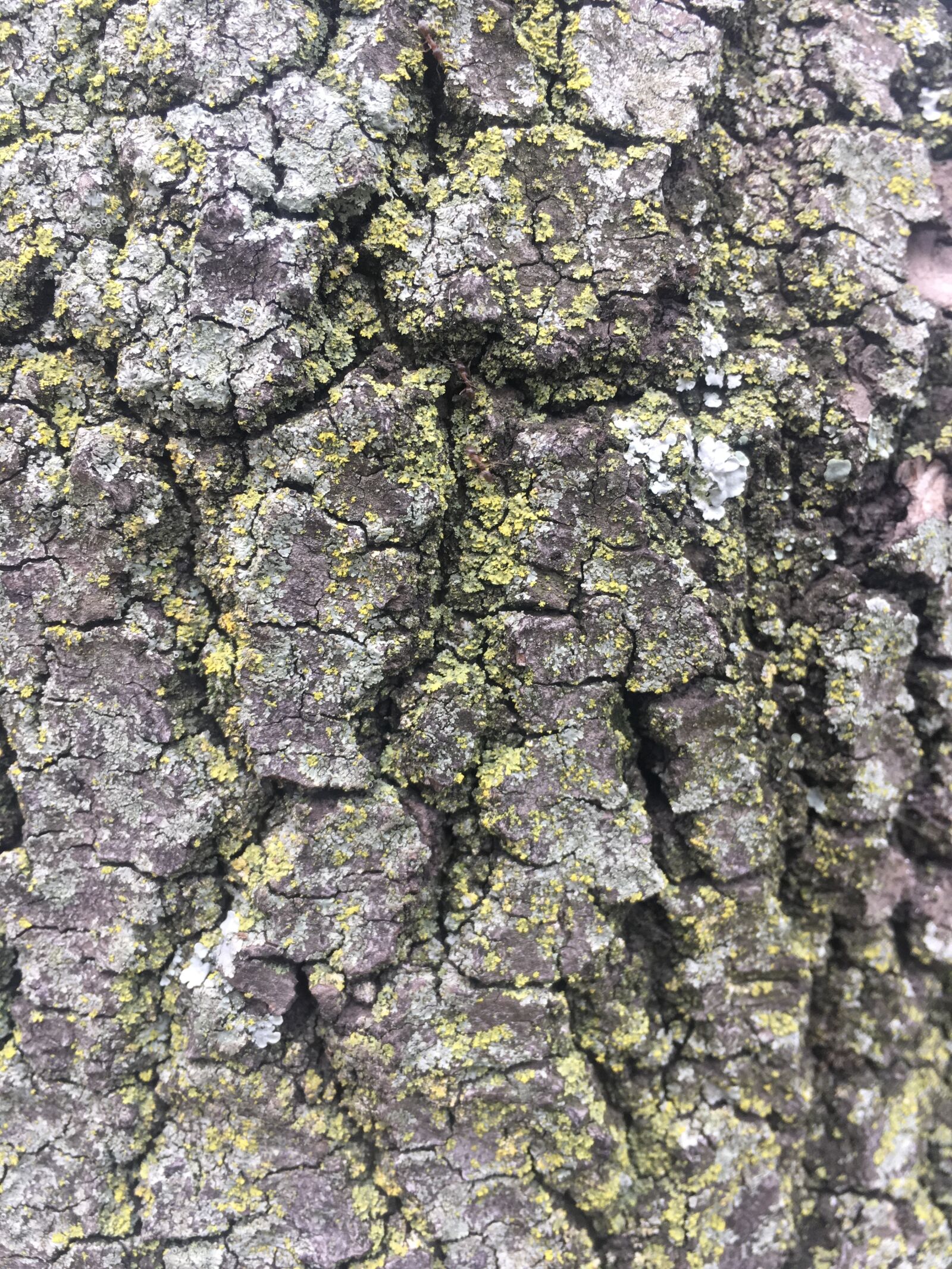 Apple iPhone 6s sample photo. Tree, bark, trunk photography
