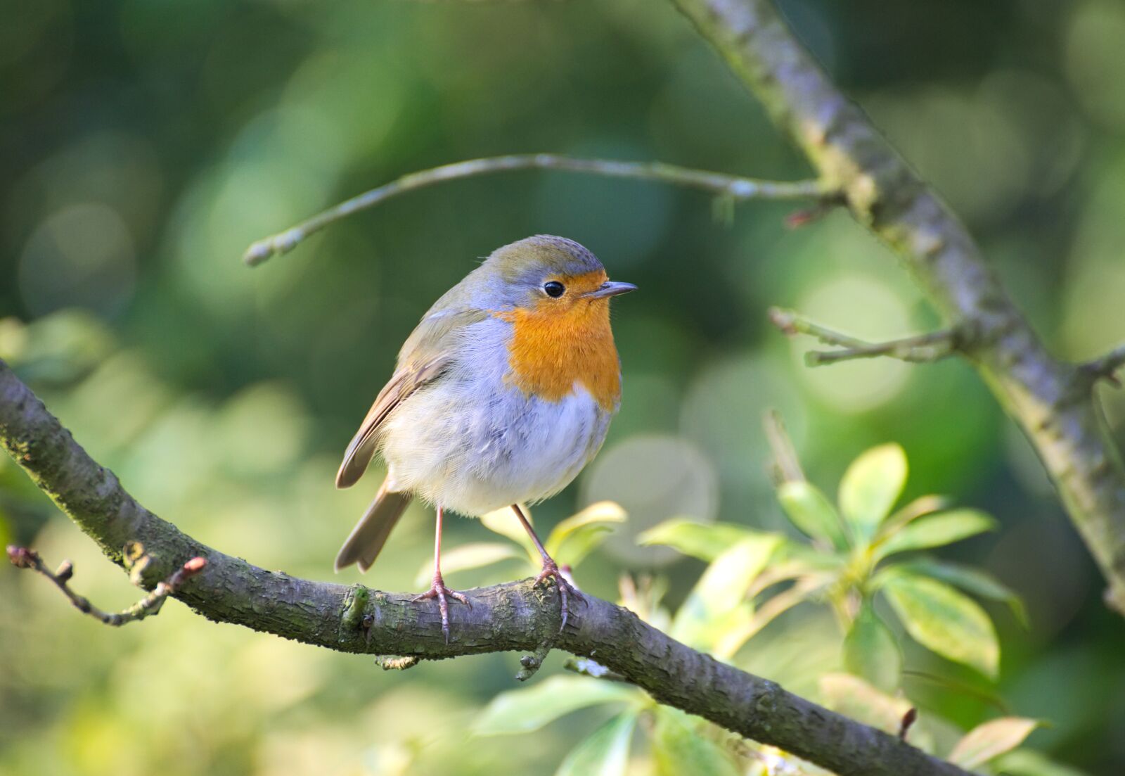 Nikon D600 sample photo. Robin, bird, garden photography