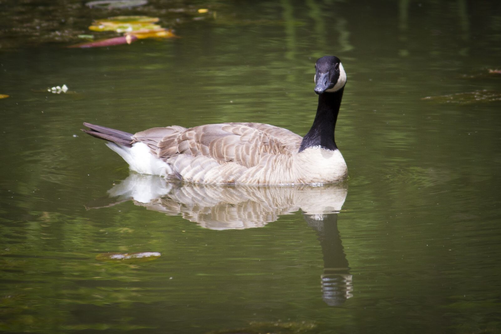 Canon EOS 7D + Canon EF-S 55-250mm F4-5.6 IS II sample photo. Waterfowl, boise, idaho photography