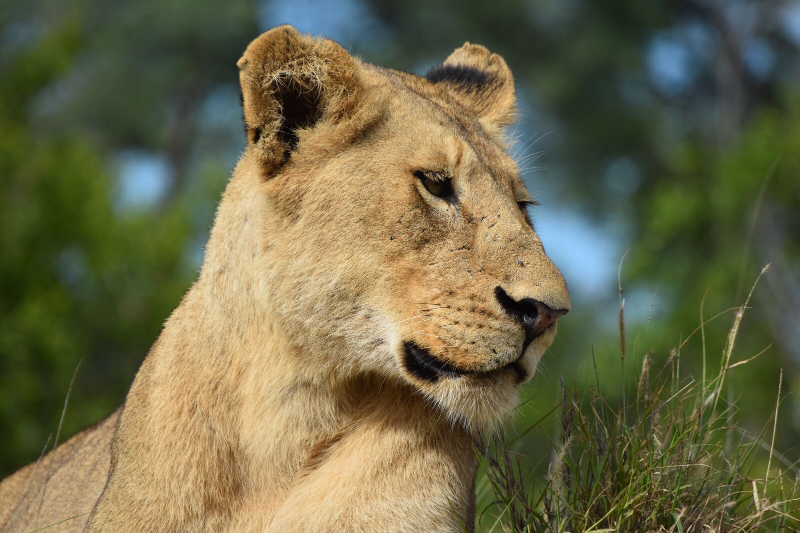 Nikon D3500 sample photo. Lioness, lion, africa photography