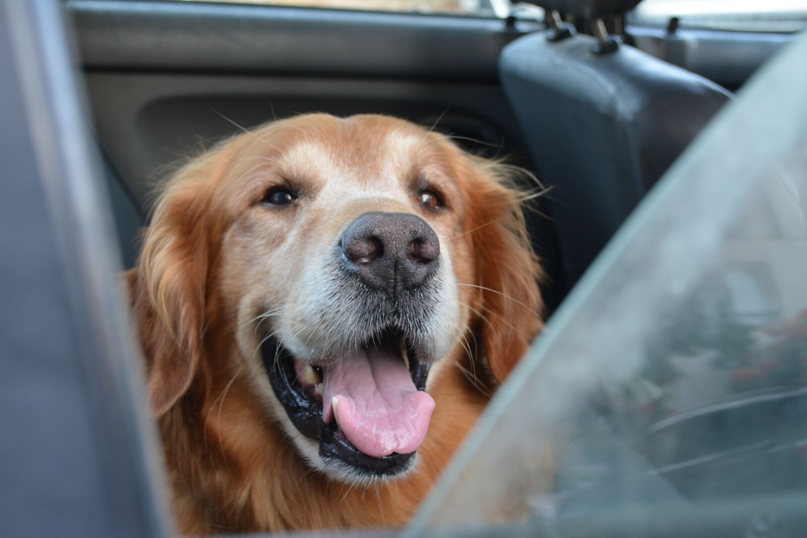 Nikon D5200 sample photo. Dog, happy, cute photography