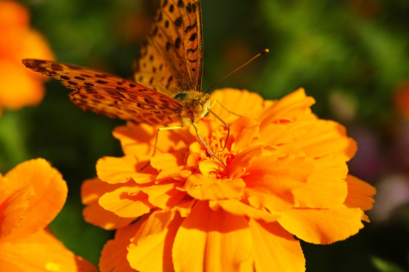 Sigma DP3 Merrill sample photo. Blacktip reef shark fritillary photography