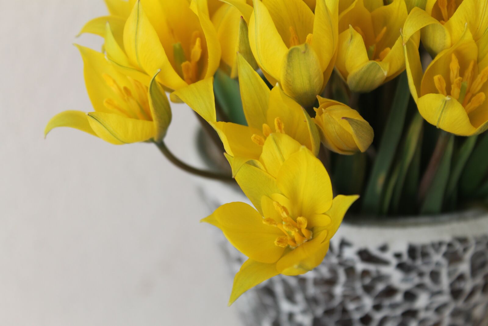 Canon EOS 1100D (EOS Rebel T3 / EOS Kiss X50) sample photo. Spring, flowers, primroses photography