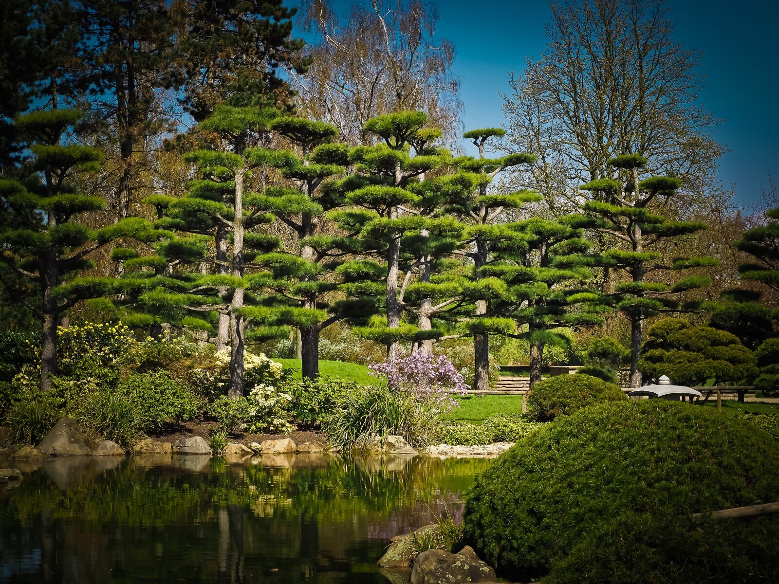 Olympus OM-D E-M10 sample photo. Cedar, japanese cedar tree photography