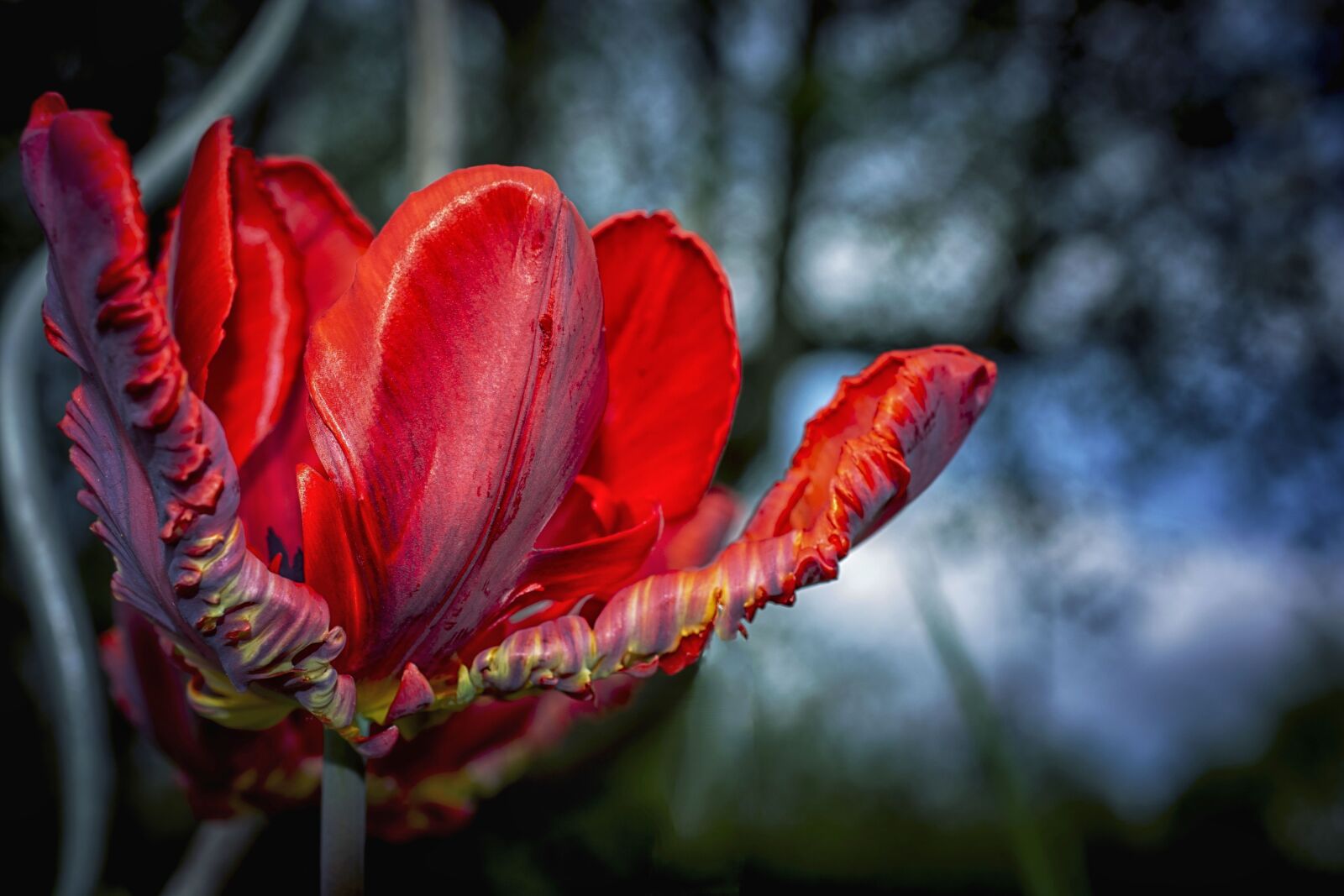 Nikon D5200 sample photo. Flower, red, bloom photography