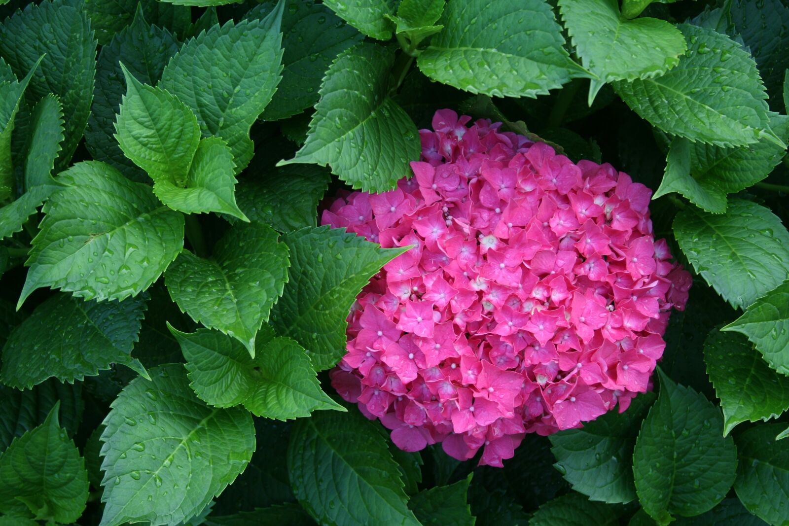 Canon EOS 30D sample photo. Hydrangea, flower, pink photography