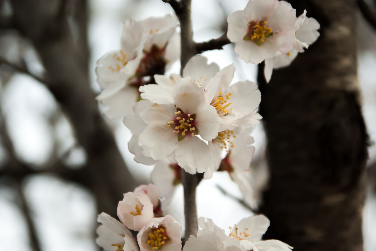 Pentax K10D sample photo. Almond tree, flowers, spring photography