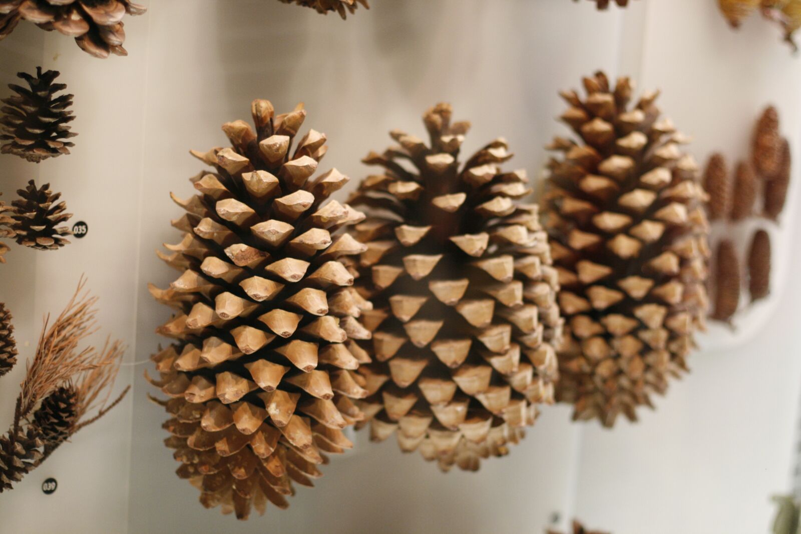 Canon EOS 400D (EOS Digital Rebel XTi / EOS Kiss Digital X) sample photo. Pine cone, nature, fruit photography
