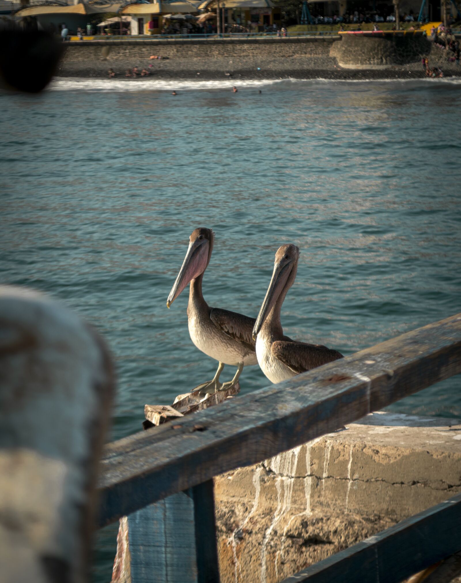 Nikon D3200 sample photo. Sea, pelican, ave photography