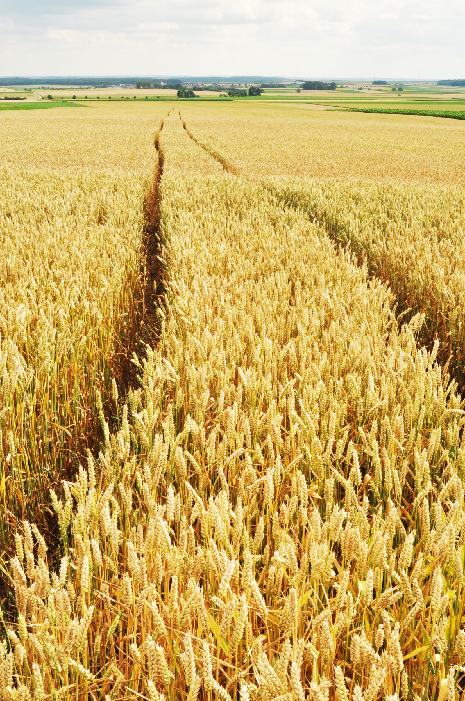 Nikon D90 sample photo. Wheat, traces, fields photography