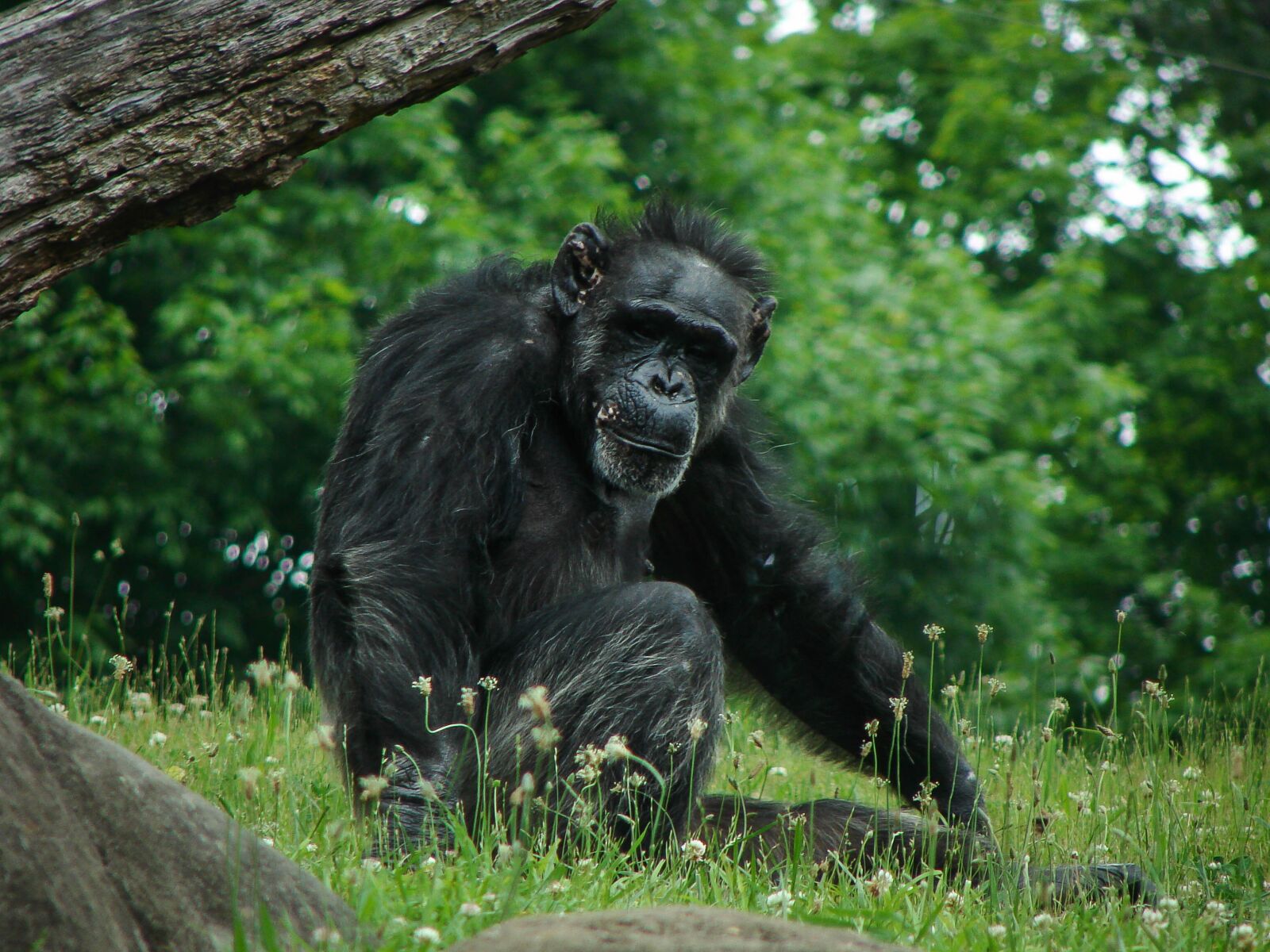Sony DSC-H5 sample photo. Chimpanzee, chimp, animal photography