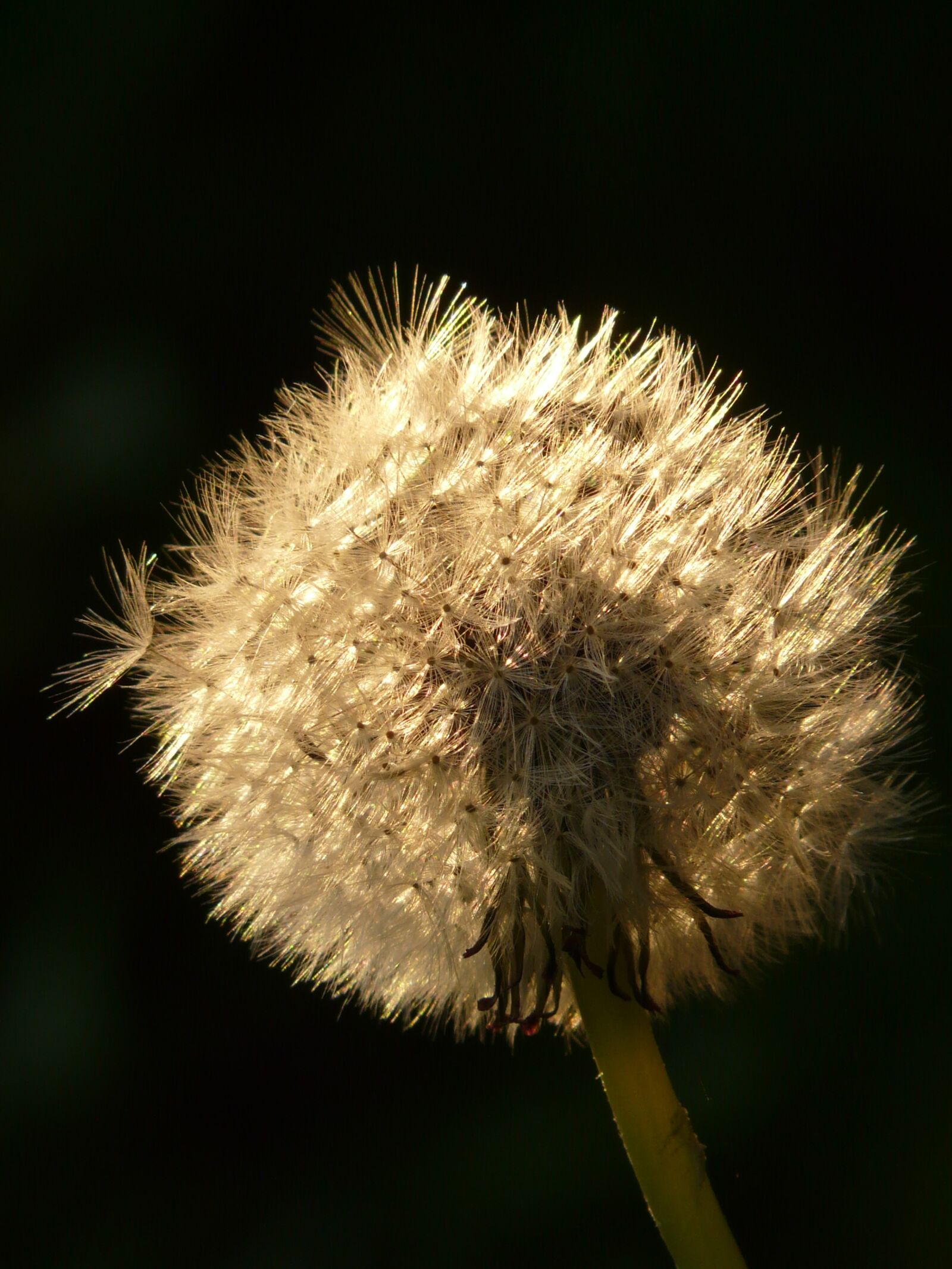 Panasonic DMC-FZ18 sample photo. Dandelion, seeds, flower photography