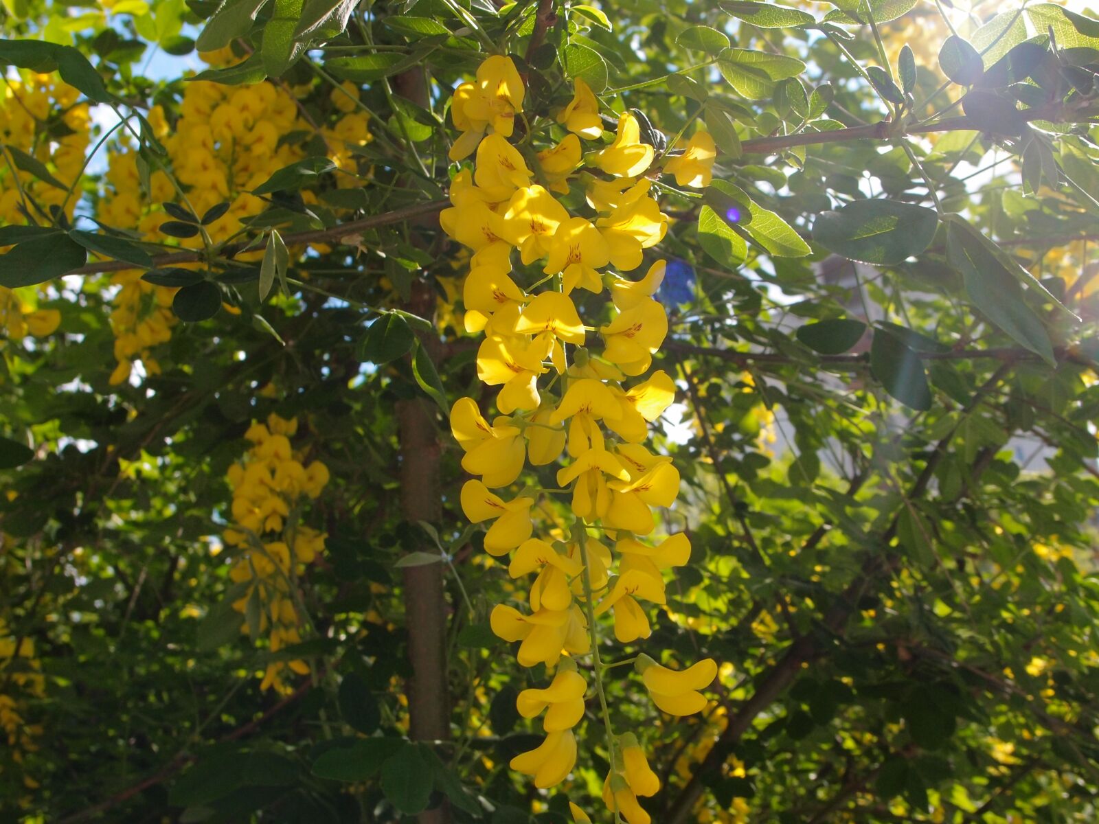 Olympus XZ-1 sample photo. Spring, acacia, yellow photography