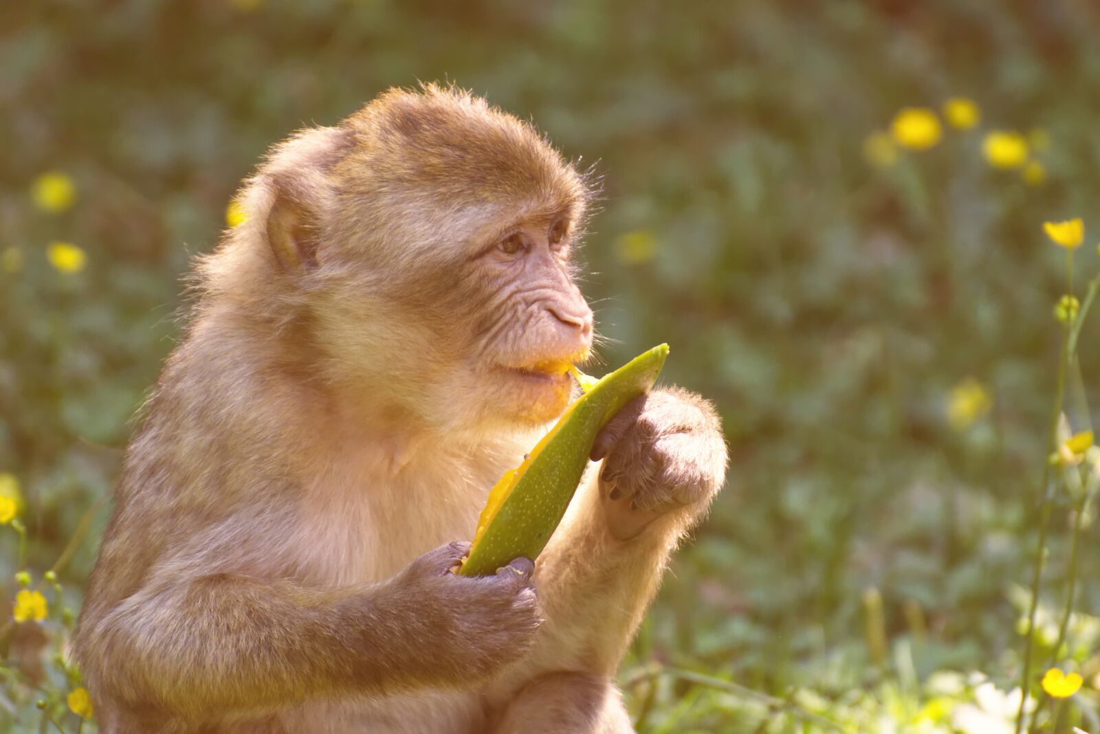 Nikon D7200 sample photo. Barbary ape, endangered species photography