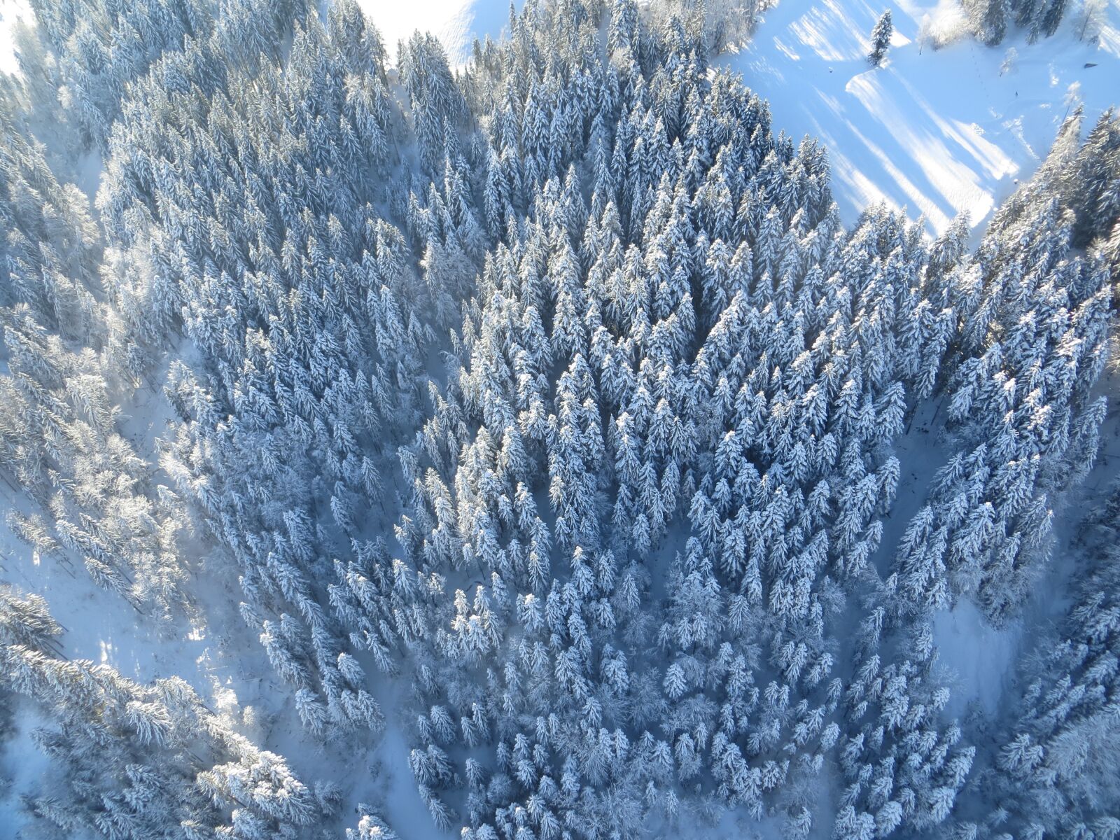 Canon PowerShot SX260 HS sample photo. Forest, winter, snow photography