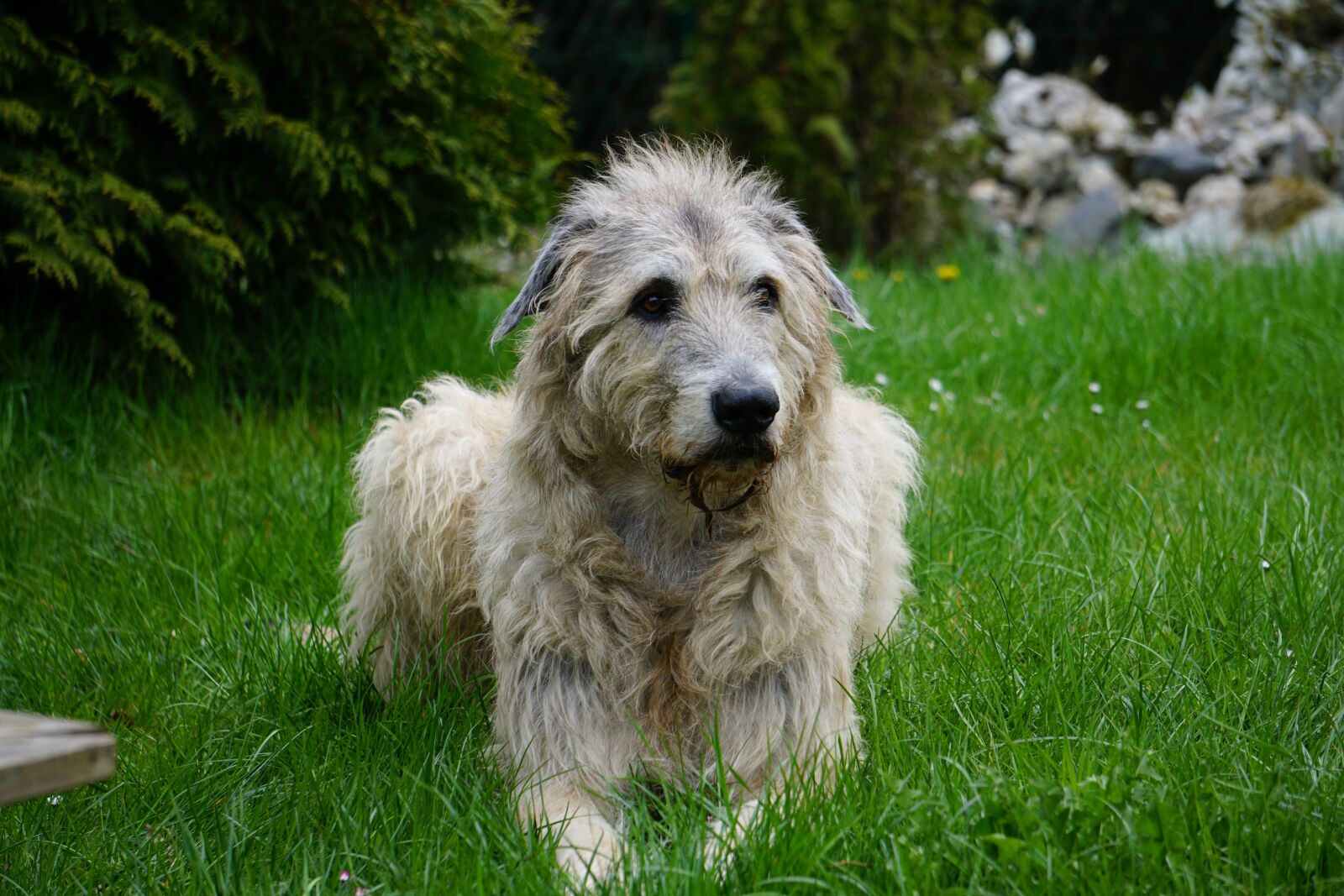 Sony E 55-210mm F4.5-6.3 OSS sample photo. Irish wolfhound, dog, gentle photography