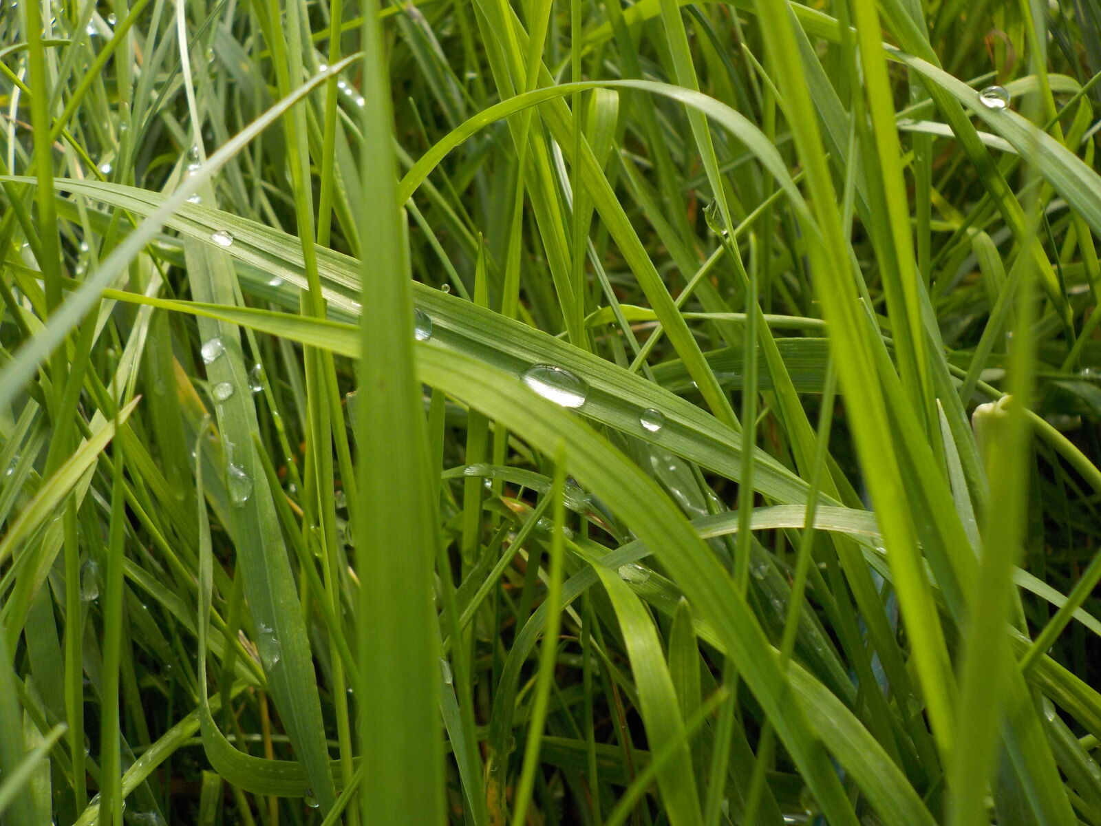 Nikon Coolpix W100 sample photo. Drop, grass, water photography