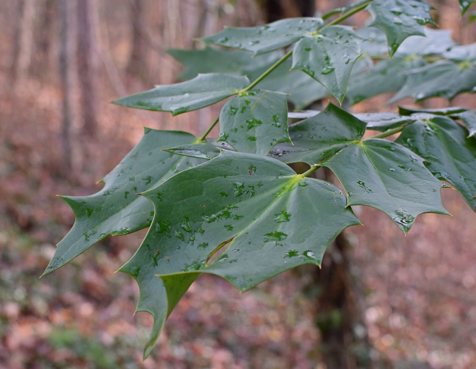 Nikon D3300 sample photo. Holly leaves, winter, raindrops photography