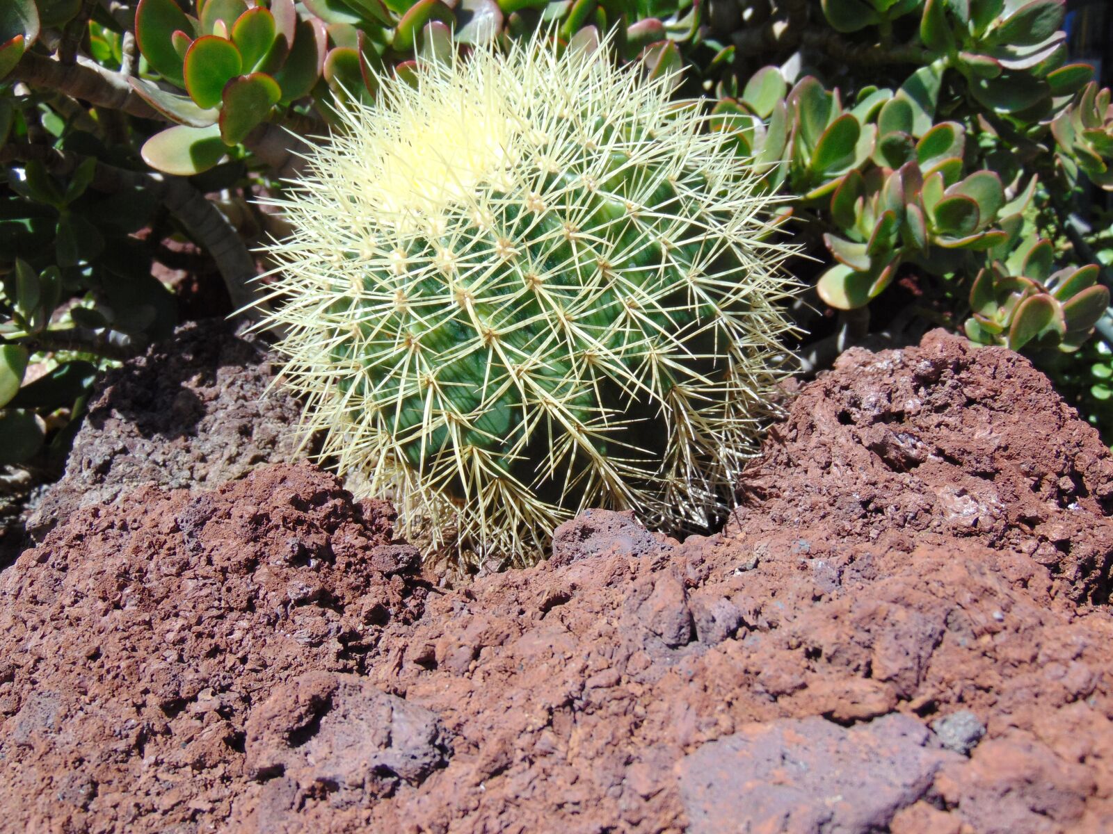 Sony Cyber-shot DSC-H300 sample photo. Cactus, plant, spain photography