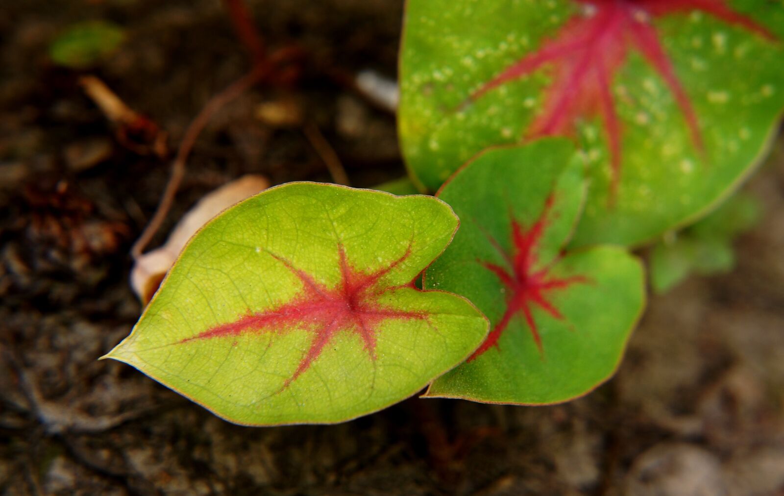 Sony Alpha NEX-F3 + Sony E 18-55mm F3.5-5.6 OSS sample photo. Natural, green leaf, leaf photography