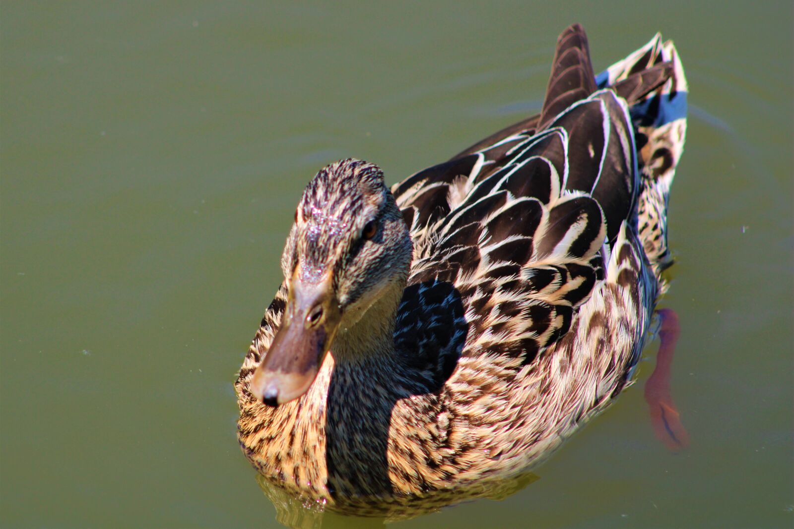 Canon EF75-300mm f/4-5.6 sample photo. Duck, bird, nature photography