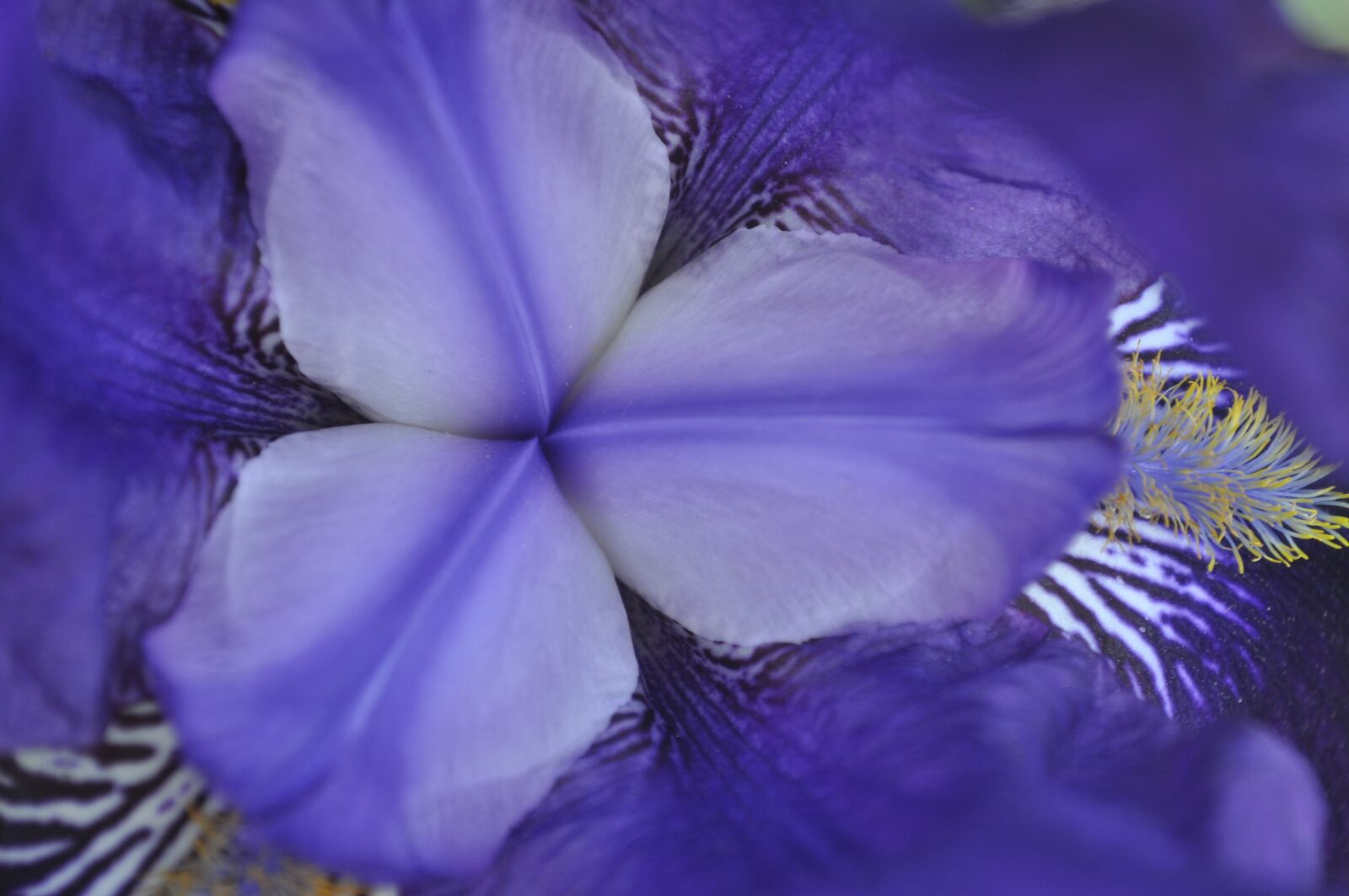 Nikon D5000 sample photo. Flower blue, spring, flower photography