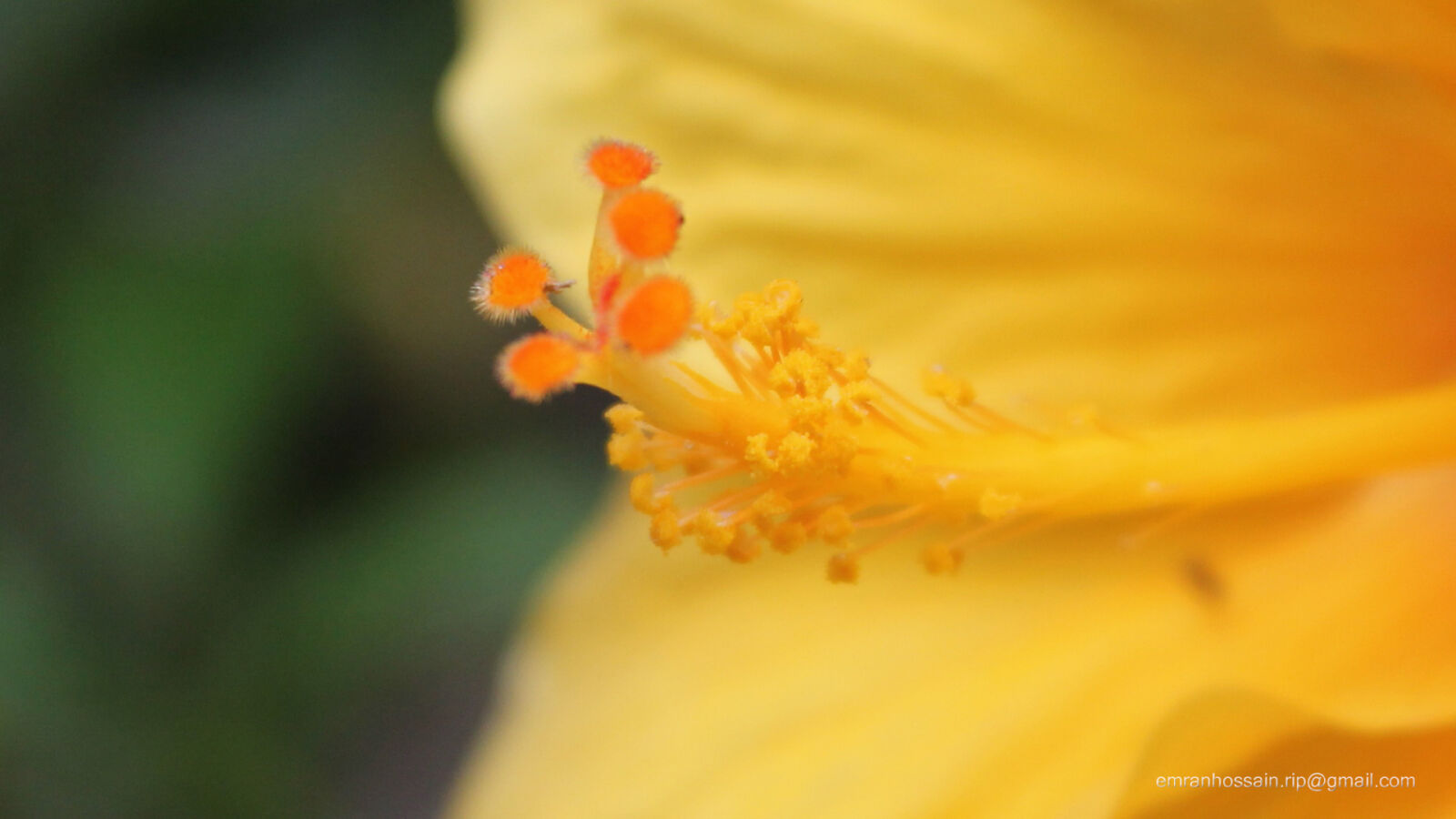 Canon EOS 1100D (EOS Rebel T3 / EOS Kiss X50) sample photo. Nature, nice, wallpaper photography