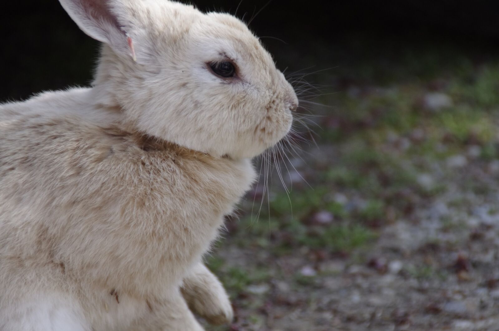 Pentax K-r sample photo. Rabbit, hare, natural photography
