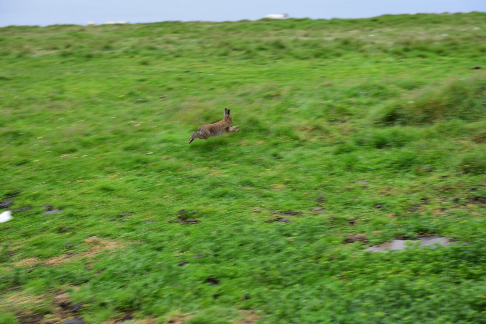 Nikon D750 sample photo. Rabbit, hare, ireland photography