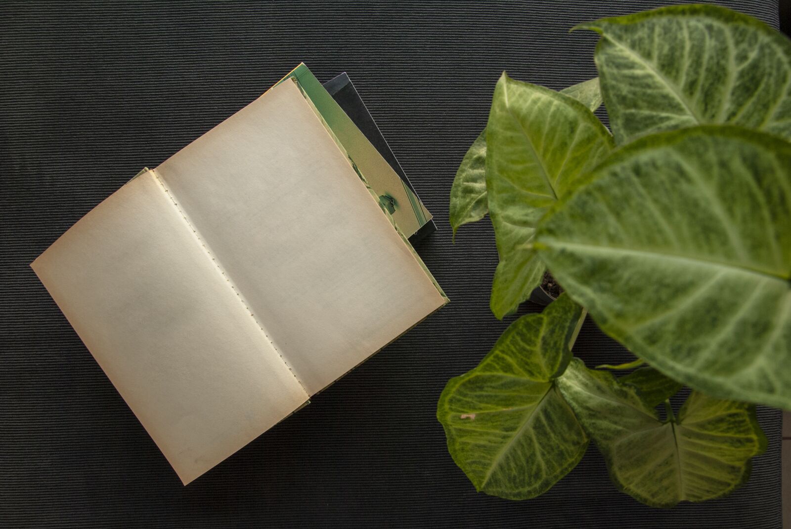 Nikon D3000 sample photo. Book, reading, assembly photography
