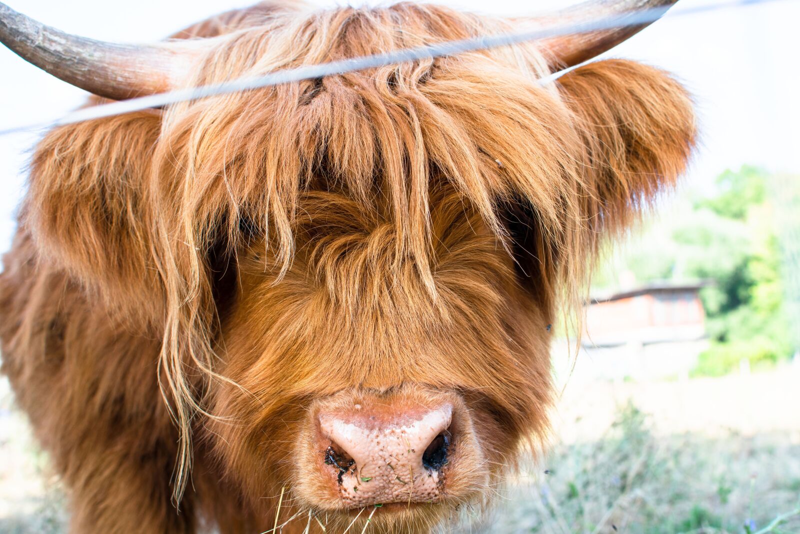 Nikon D3300 sample photo. Beef, long horn, cowboy photography