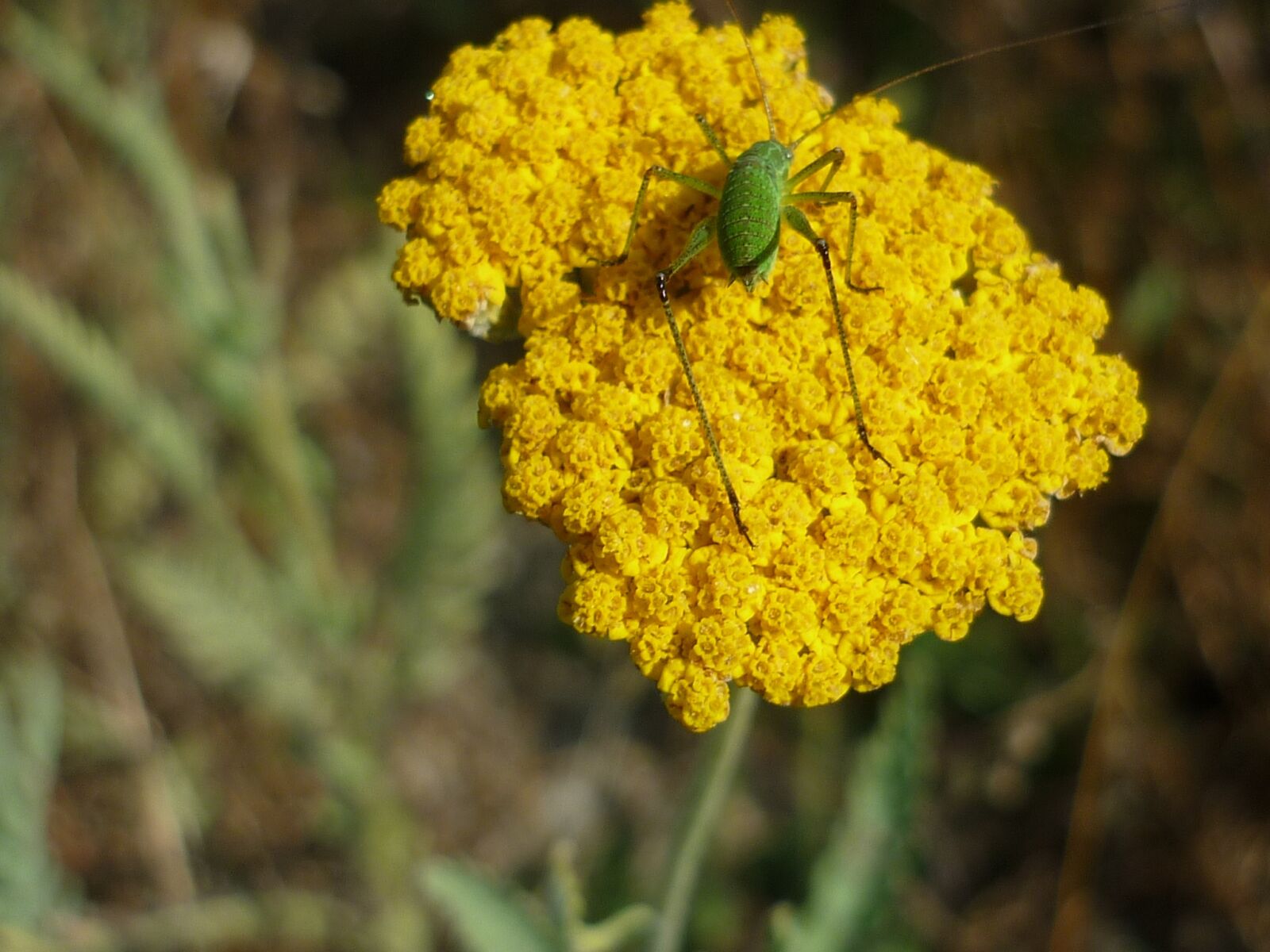 Panasonic Lumix DMC-FS6 sample photo. Yarrow, nature, yellow photography