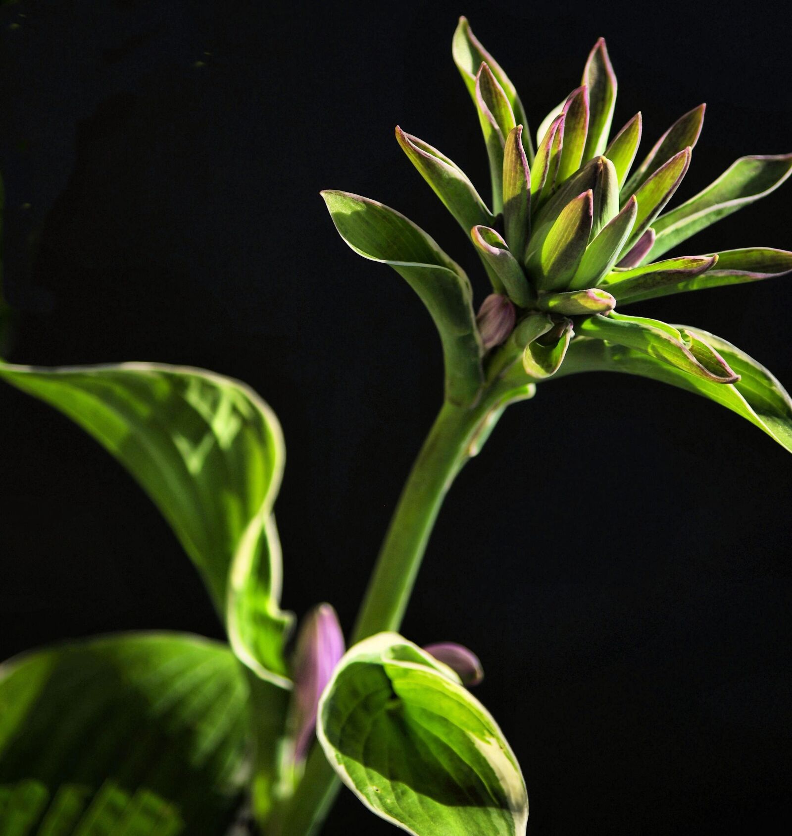 Pentax K-5 sample photo. Plant, garden, outdoors photography