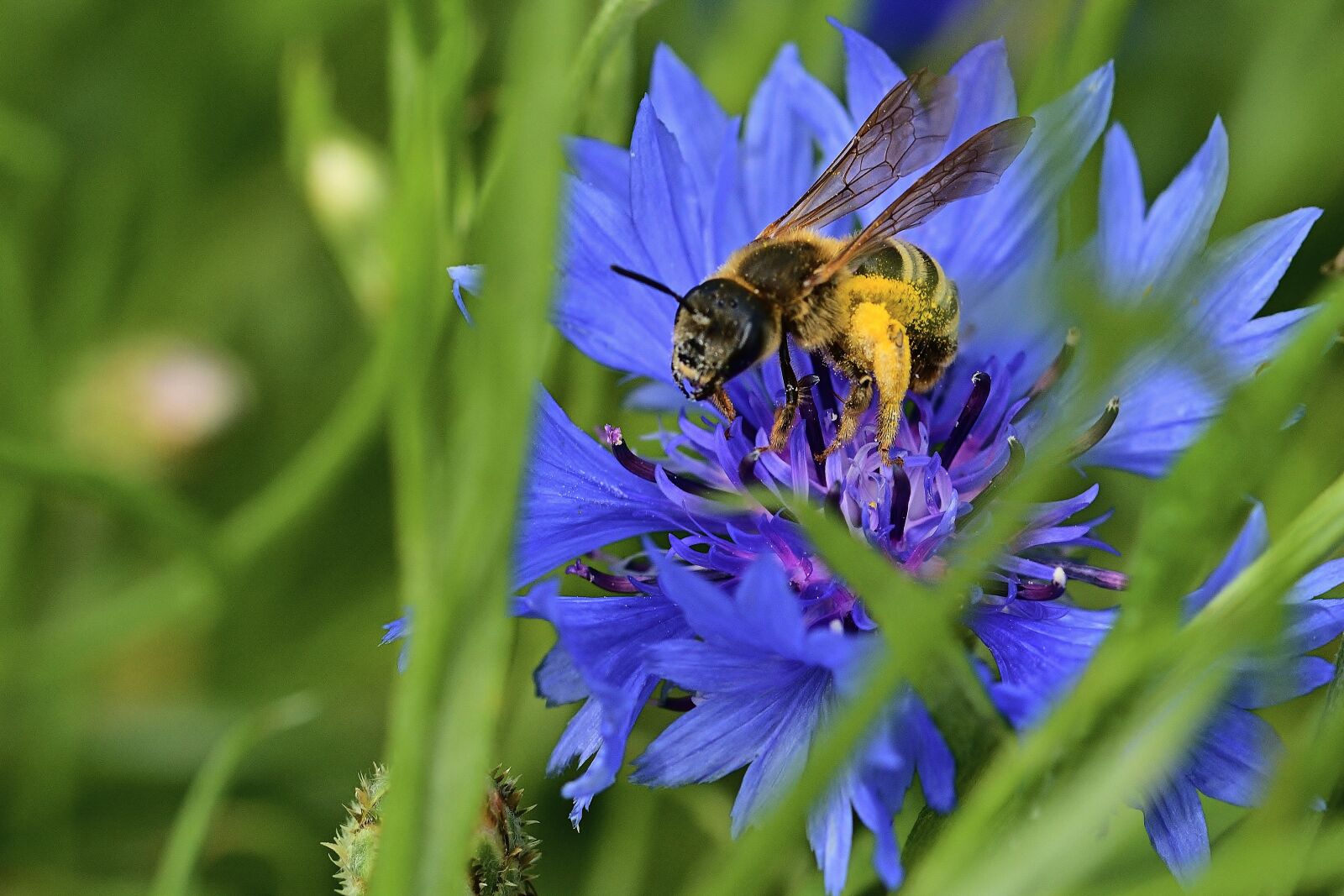 Nikon D5200 sample photo. Pants bee, cornflower, blossom photography