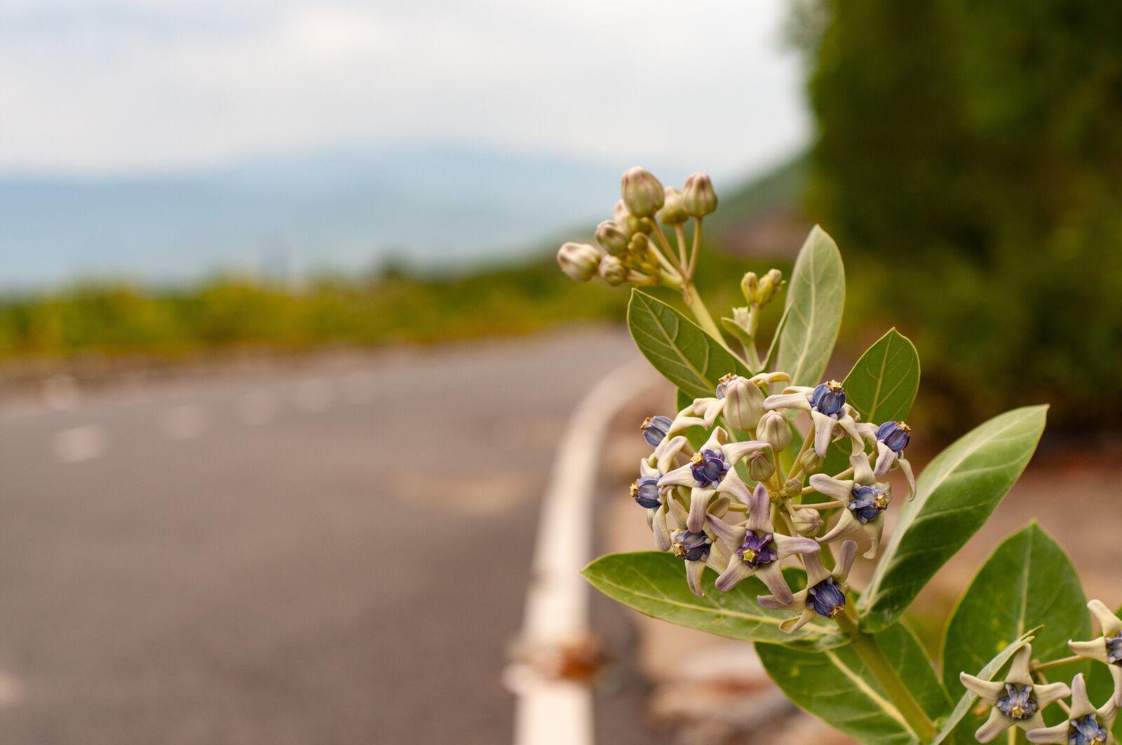 Nikon D300 sample photo. Road, flower, nha trang photography
