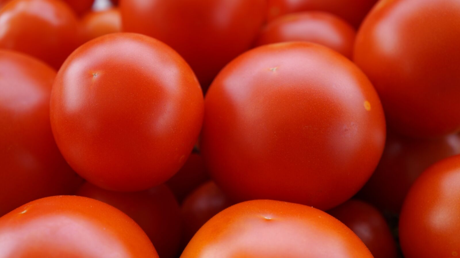 Sony Alpha a3000 sample photo. Tomatoes, red, ripe photography