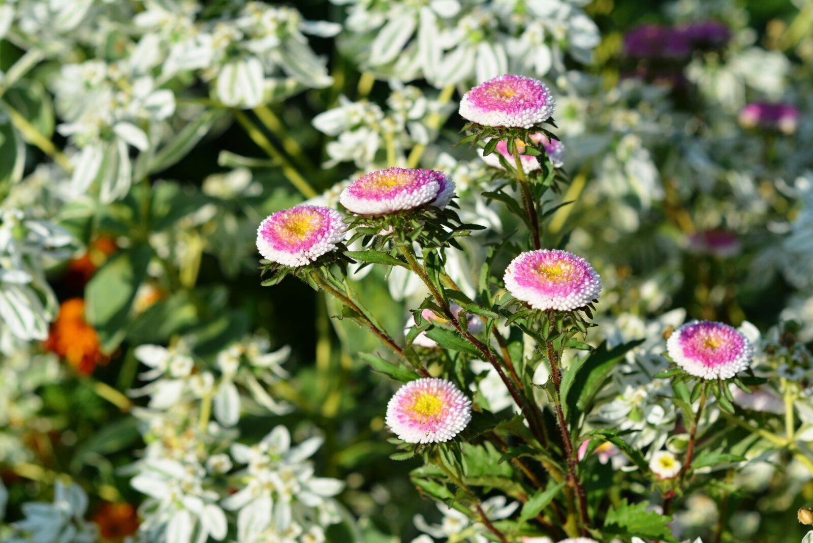 Nikon D5200 sample photo. Autumn, astra, flowers photography