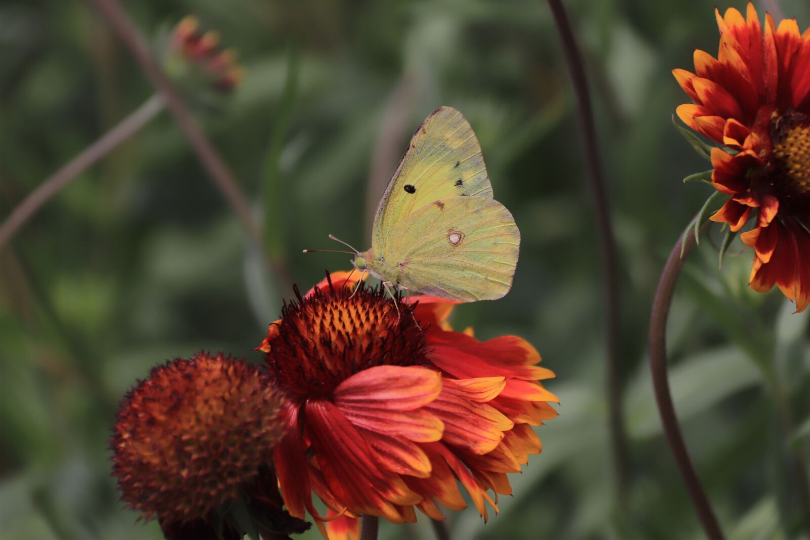 Canon EOS 800D (EOS Rebel T7i / EOS Kiss X9i) sample photo. Coneflower, cone flower, butterfly photography