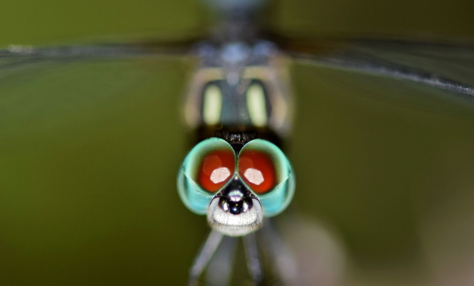 Nikon D5300 sample photo. Dragonfly, insect, bug photography