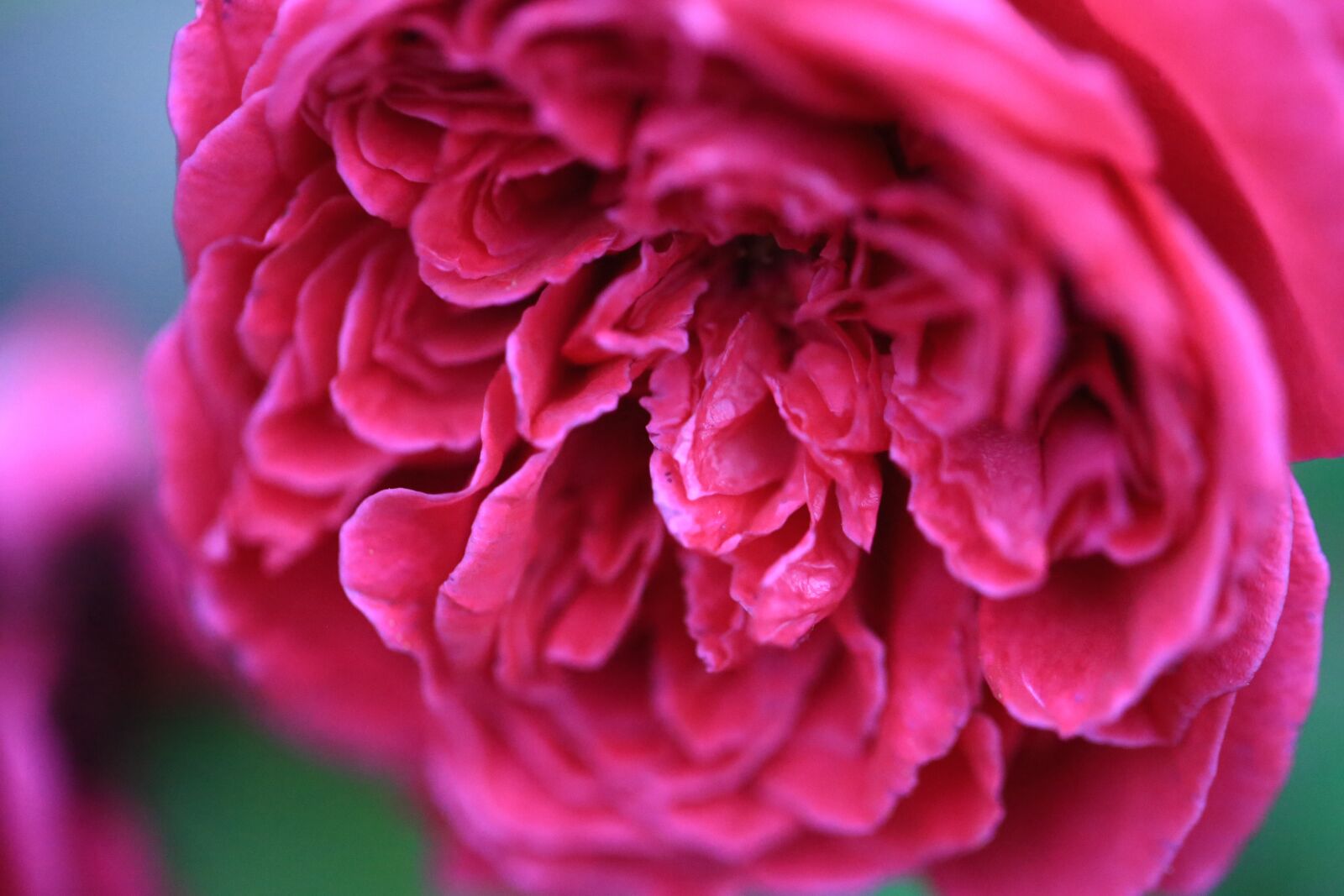 Canon EF 100mm F2.8L Macro IS USM sample photo. Rose, flower, pink photography
