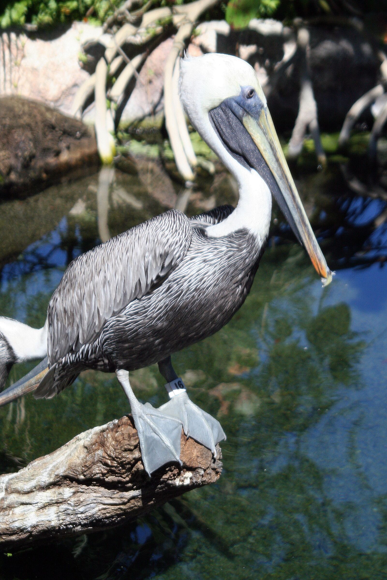 Canon EOS 350D (EOS Digital Rebel XT / EOS Kiss Digital N) sample photo. Pelican, birds, wildlife photography