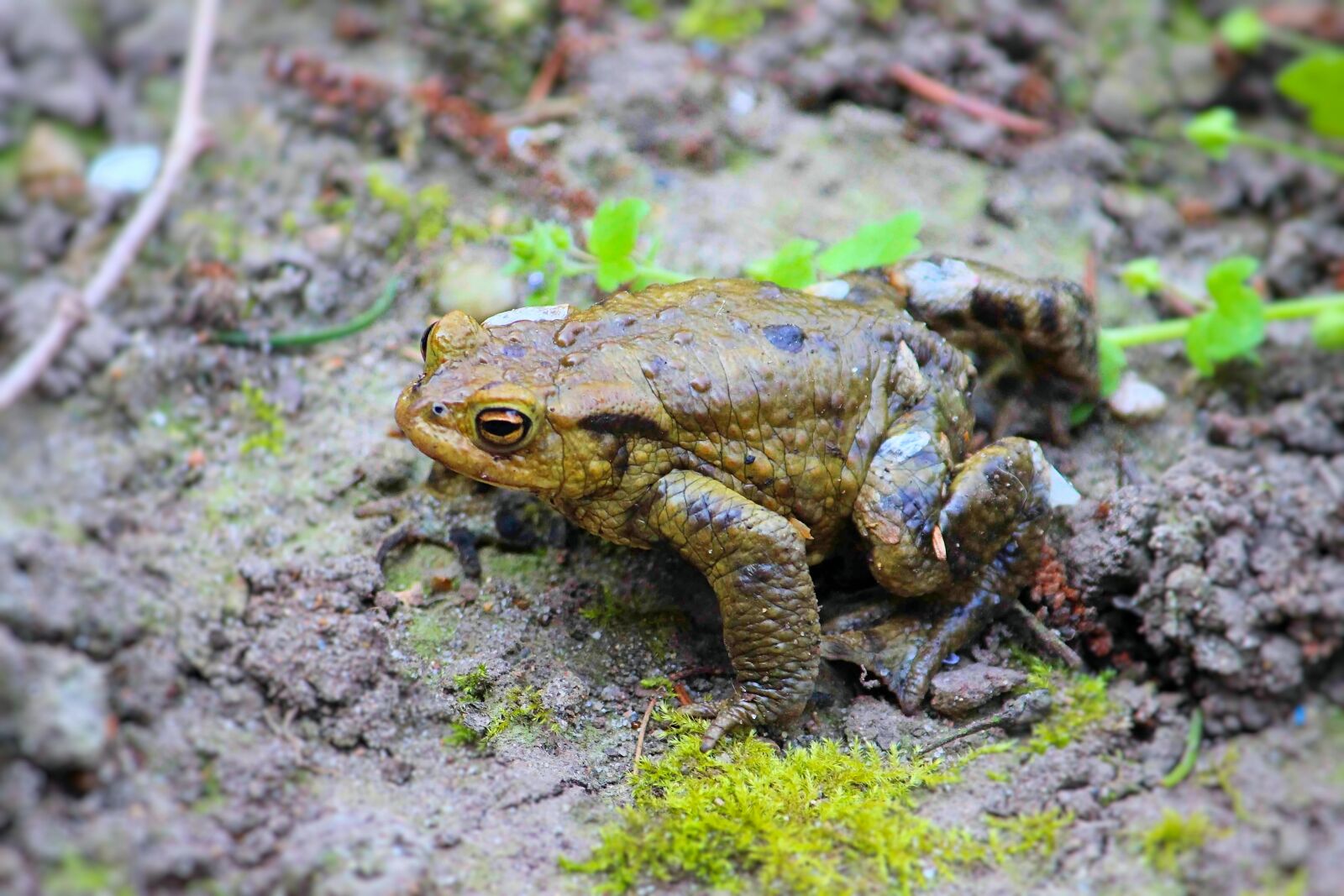 Canon EOS 600D (Rebel EOS T3i / EOS Kiss X5) sample photo. Toad, reptile, amphibians photography