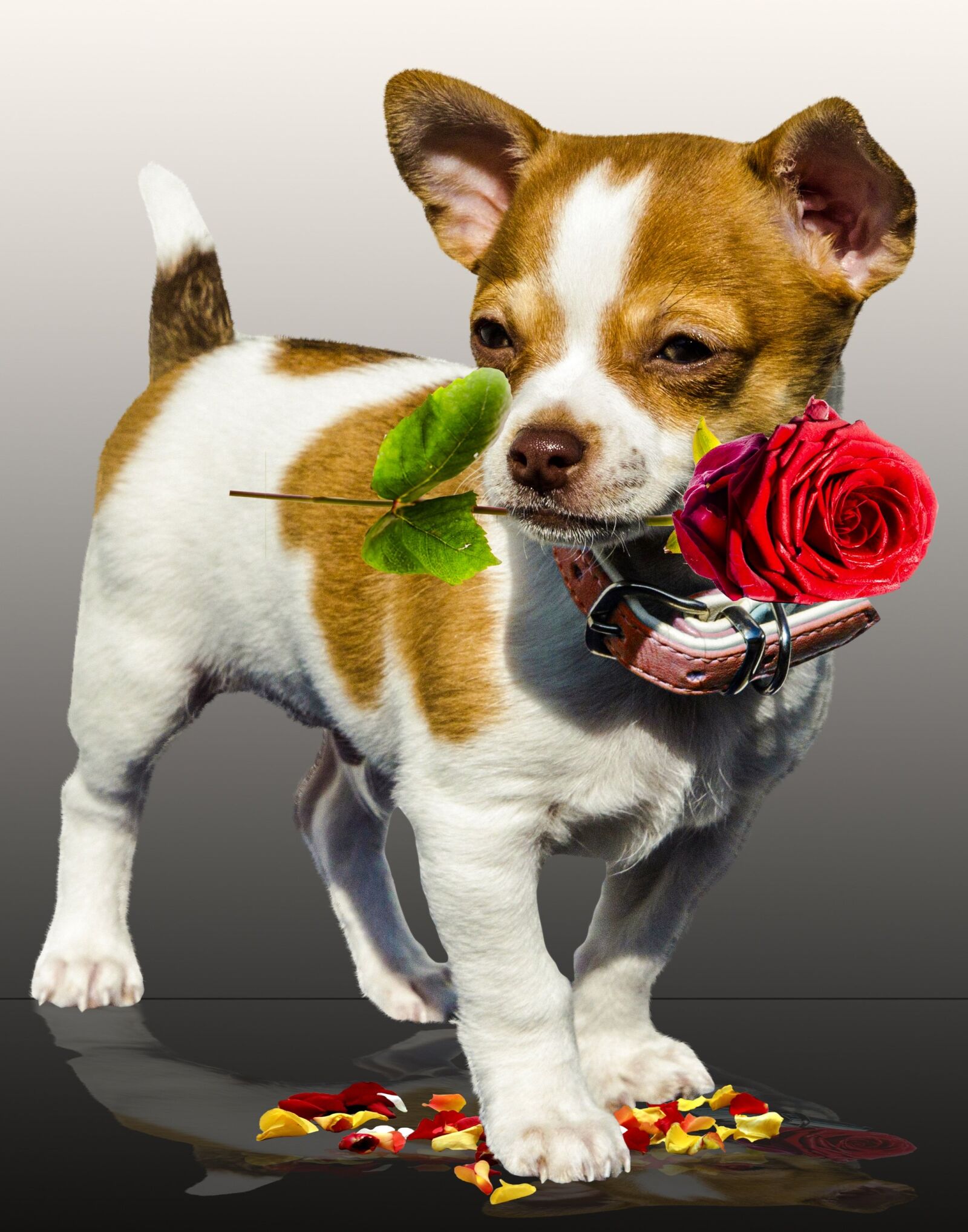 Canon PowerShot SX710 HS sample photo. Dog, rose, birthday photography