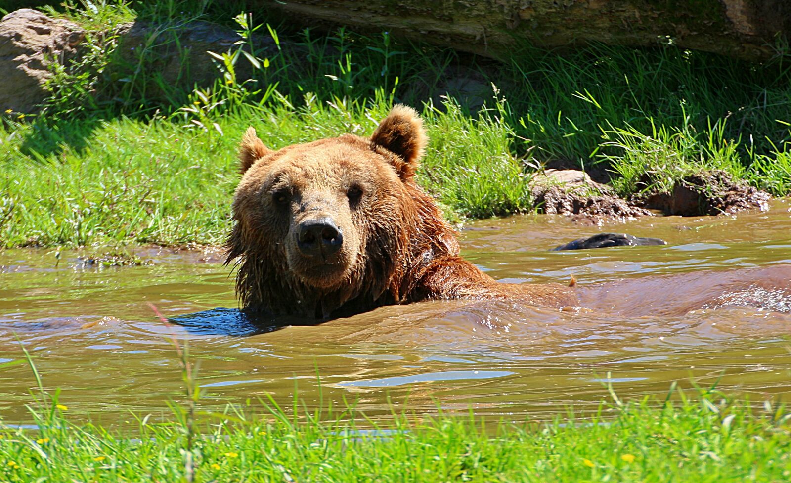 Canon EOS 650D (EOS Rebel T4i / EOS Kiss X6i) sample photo. Bear, brown bear, water photography